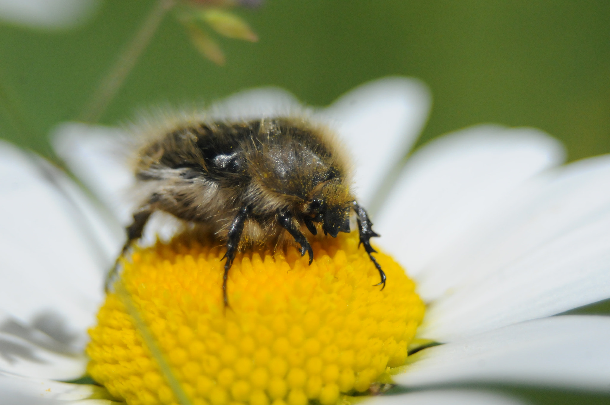 Nikon D300S + AF Zoom-Nikkor 35-80mm f/4-5.6D sample photo. Tropinota hirta on a leucanthemum vulgare photography