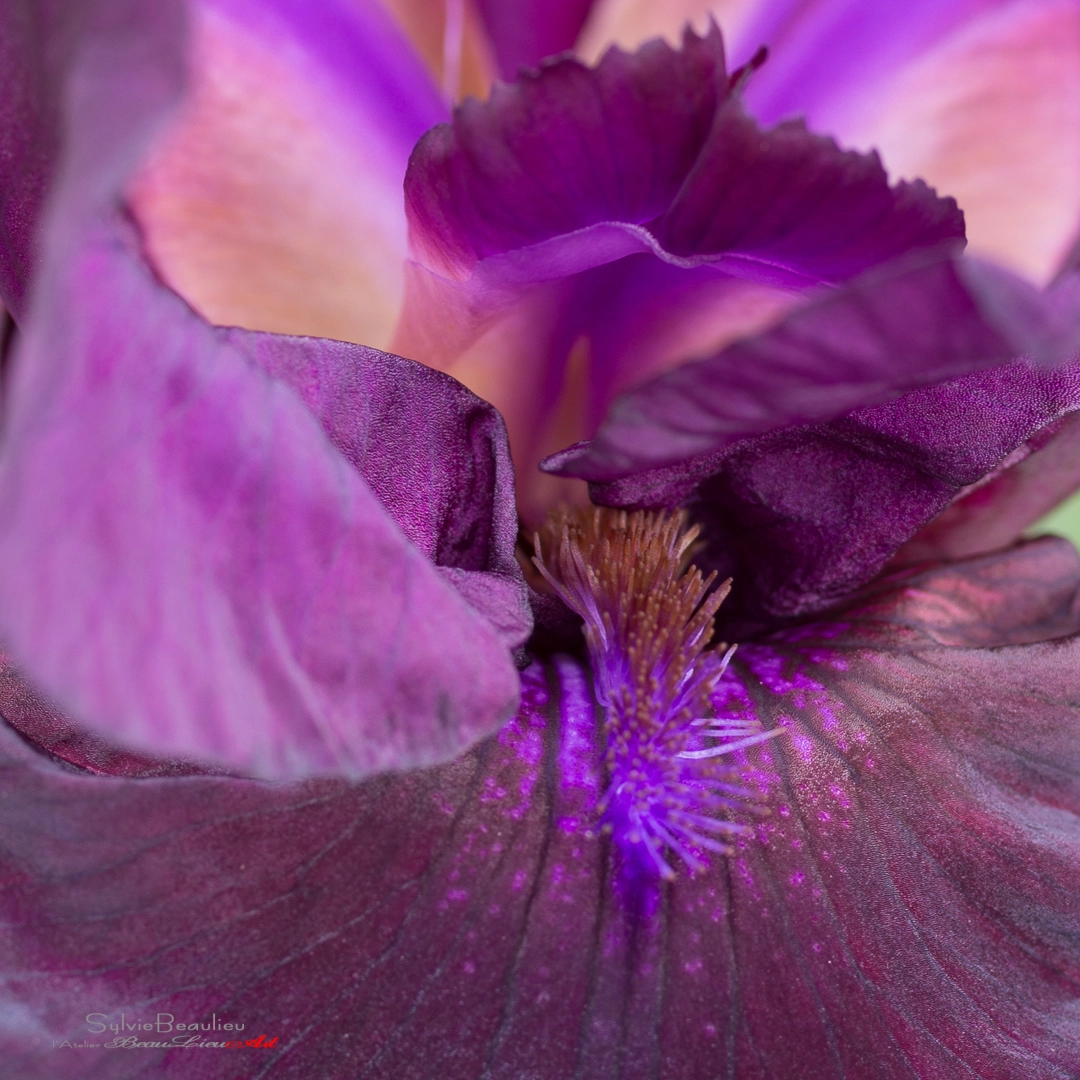 Pentax K-5 sample photo. Langue d'iris (iris's tongue) photography