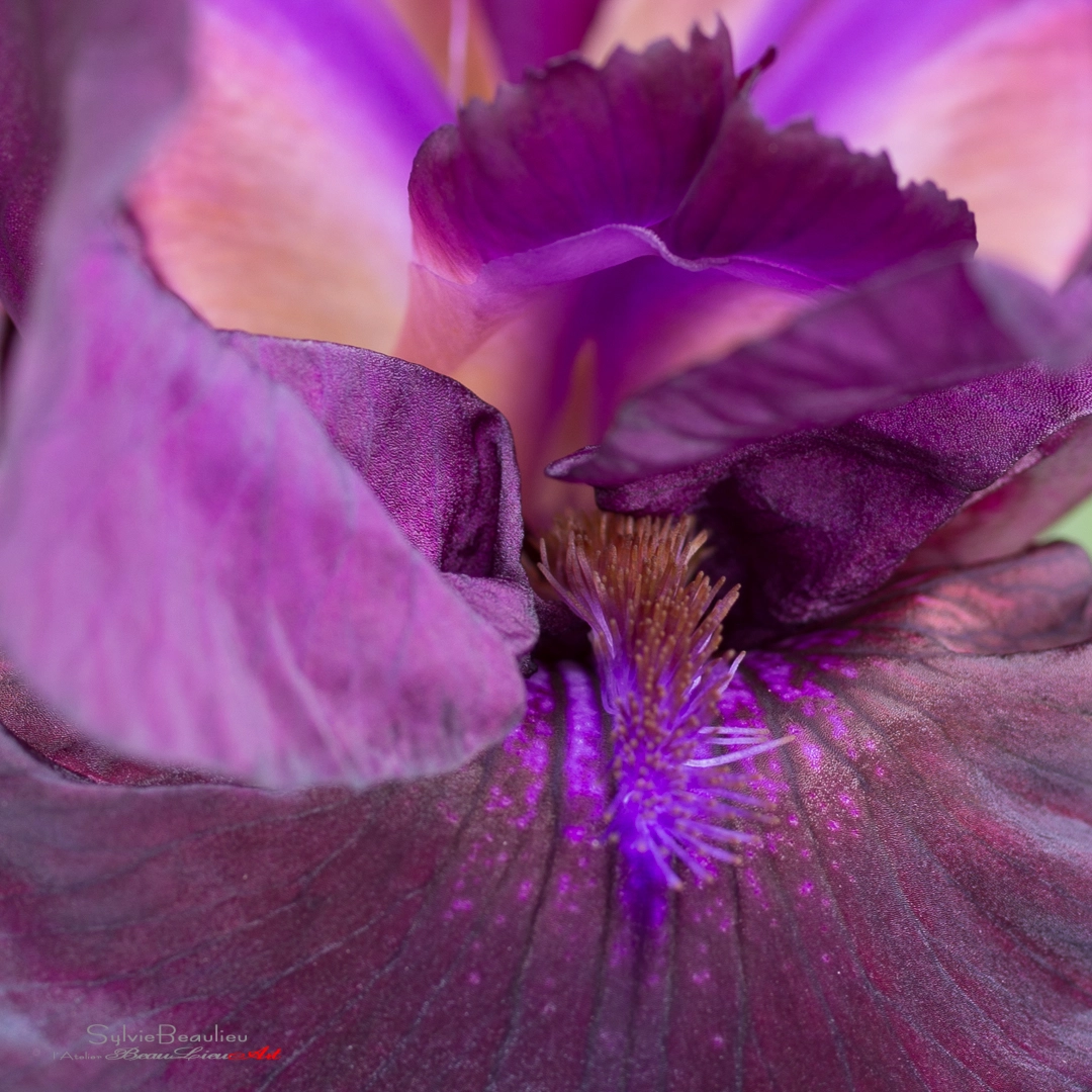 Pentax smc D-FA 50mm F2.8 Macro sample photo. Langue d'iris (iris's tongue) photography