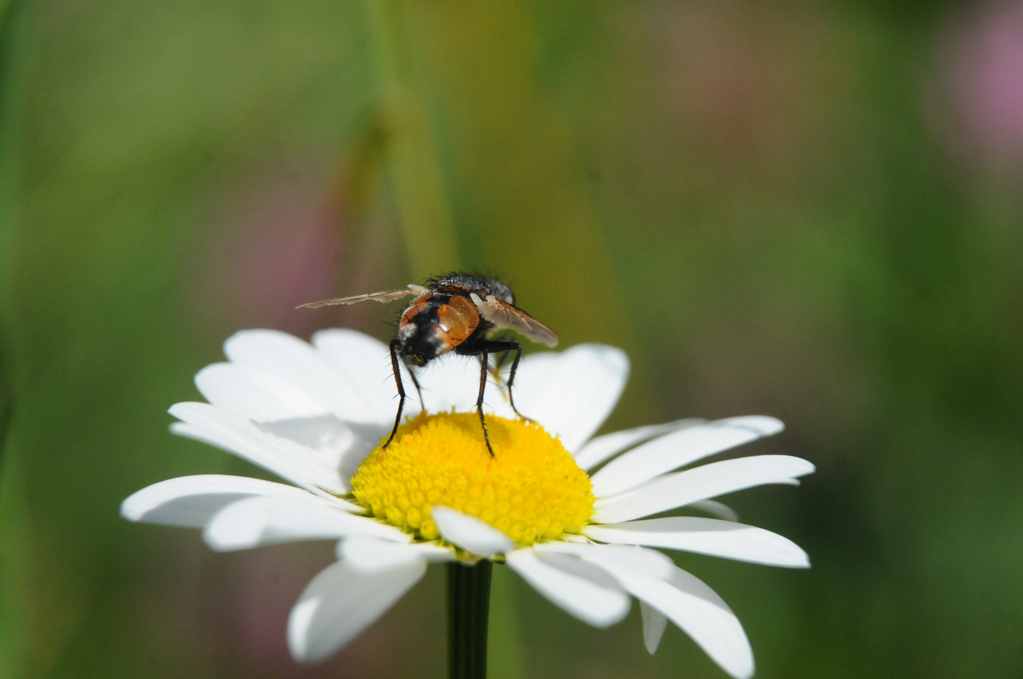 Nikon D300S sample photo