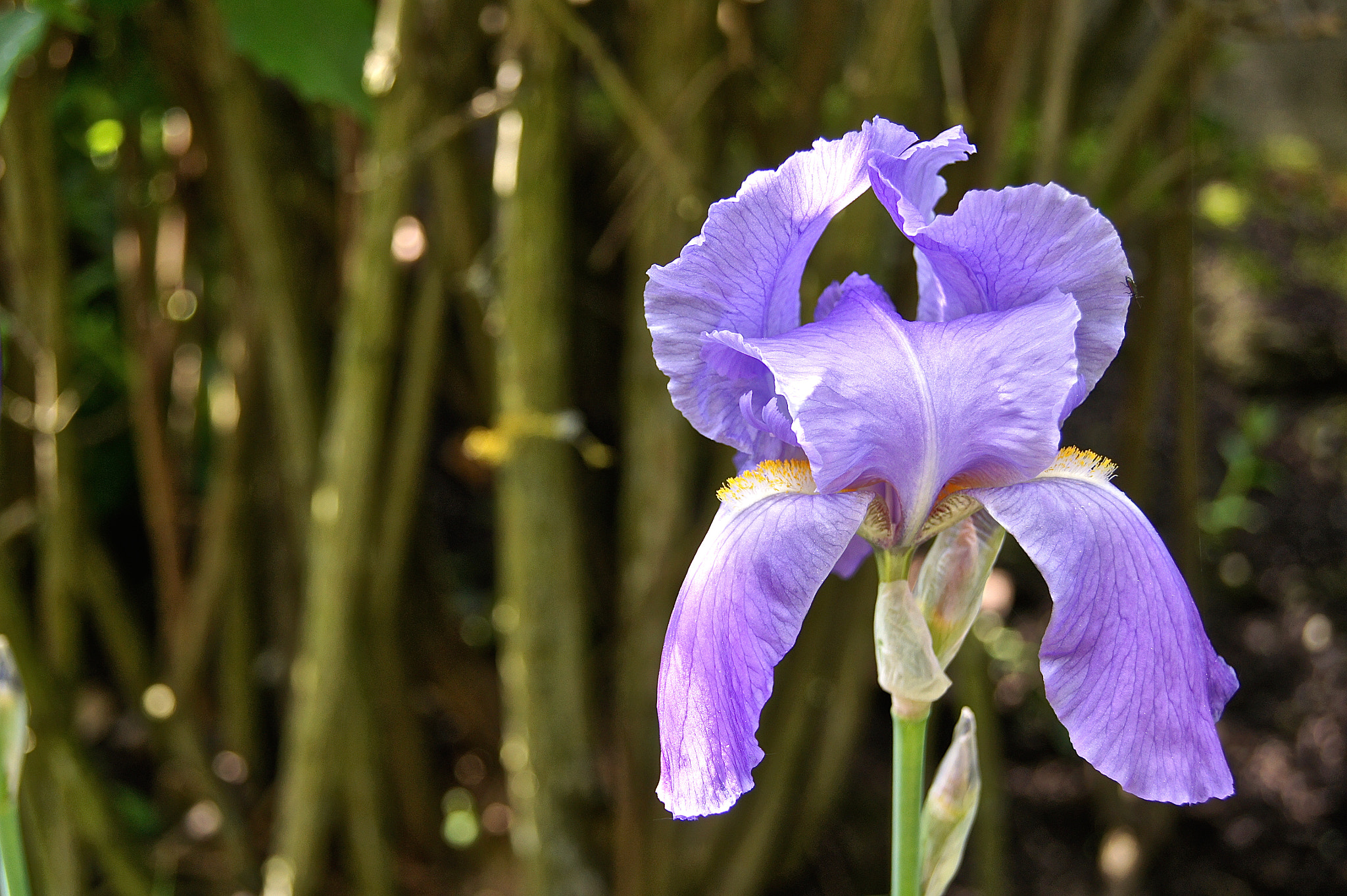 Sony DT 18-55mm F3.5-5.6 SAM sample photo. 15.05 may photography