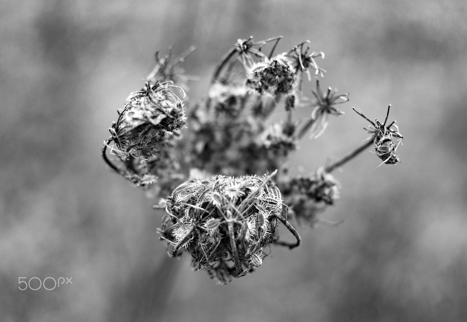 Sony SLT-A58 + Sony DT 30mm F2.8 Macro SAM sample photo. Withdrawn photography