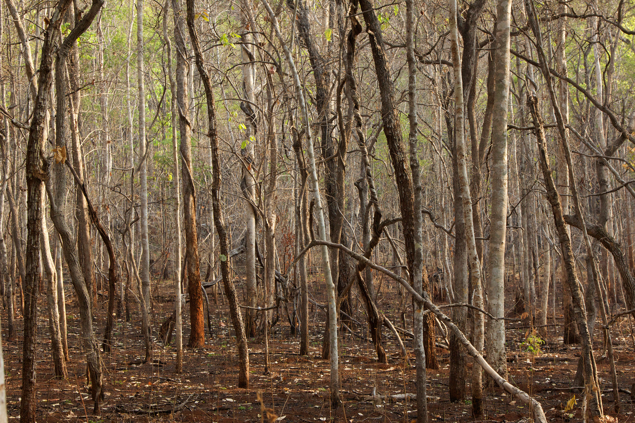 Canon EOS 600D (Rebel EOS T3i / EOS Kiss X5) sample photo. Forest in dry season photography