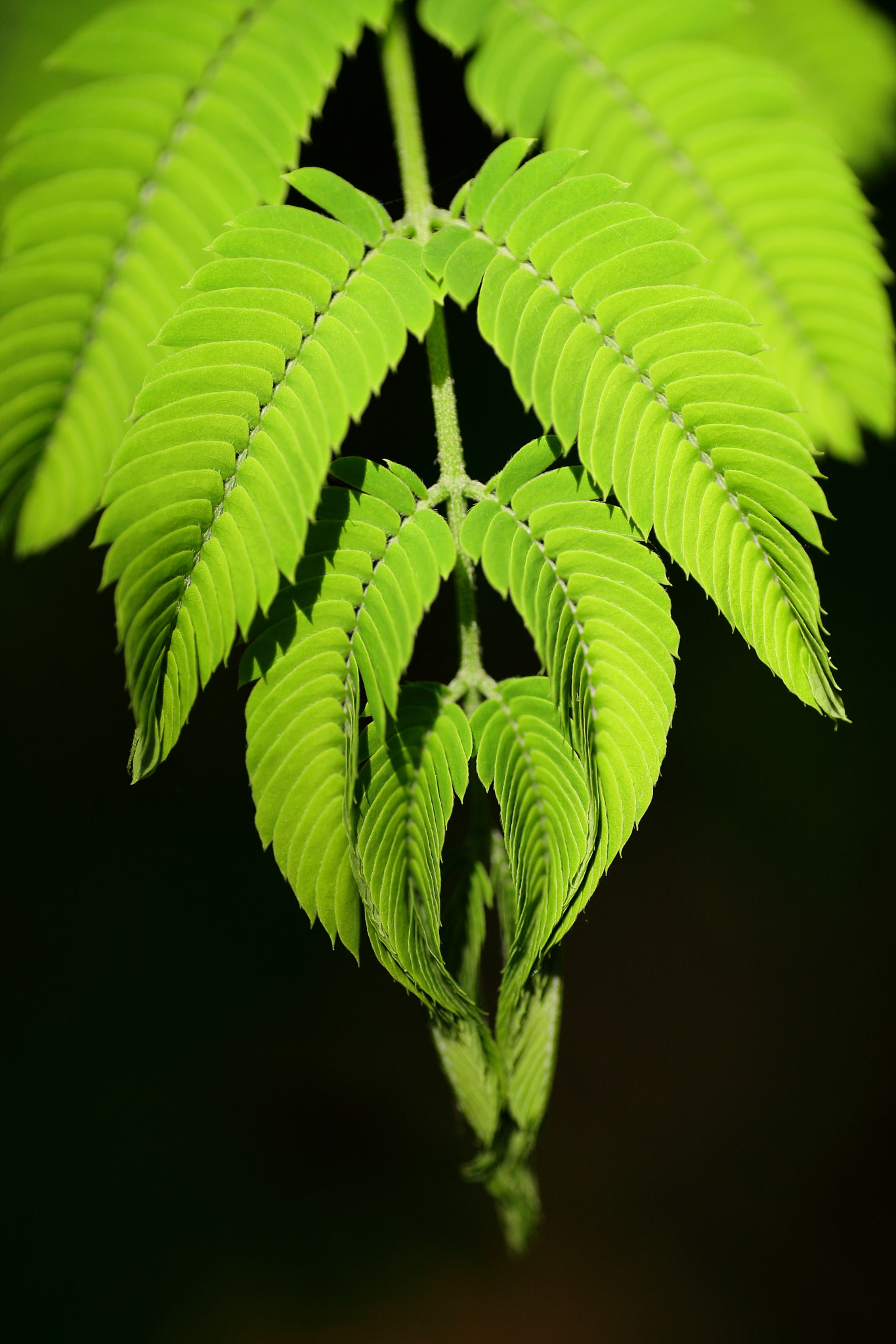 Tamron SP AF 90mm F2.8 Di Macro sample photo. Green photography