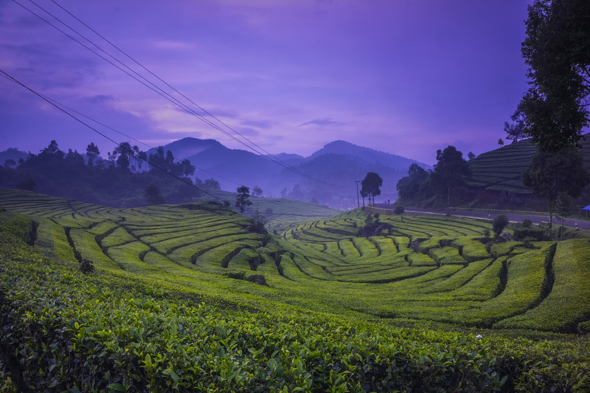 Sony Alpha NEX-7 + Sony E 16-50mm F3.5-5.6 PZ OSS sample photo. Tea garden cloudy sunset photography