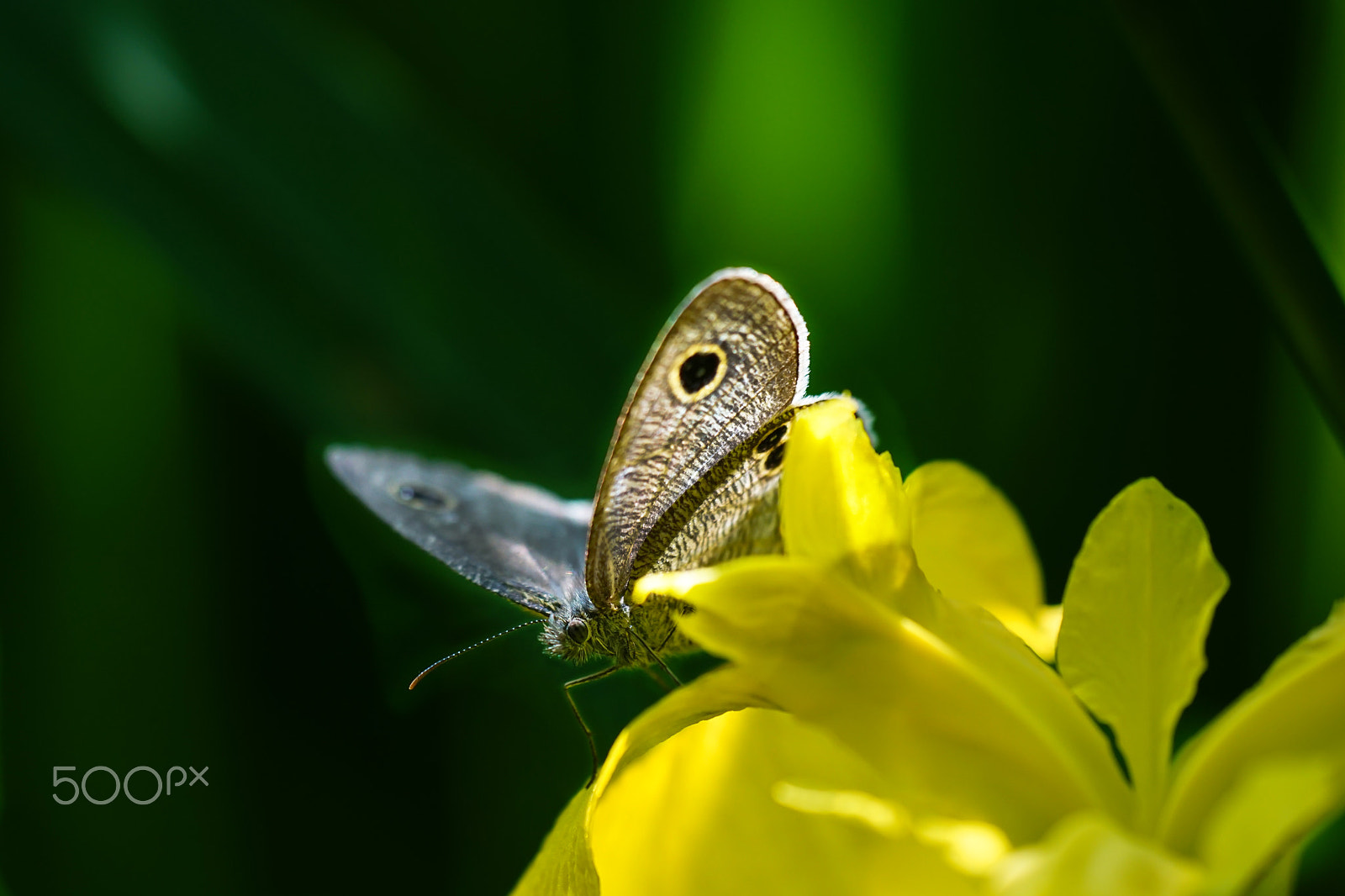 Sony ILCA-77M2 + Minolta AF 100mm F2.8 Macro [New] sample photo. The argus rings photography