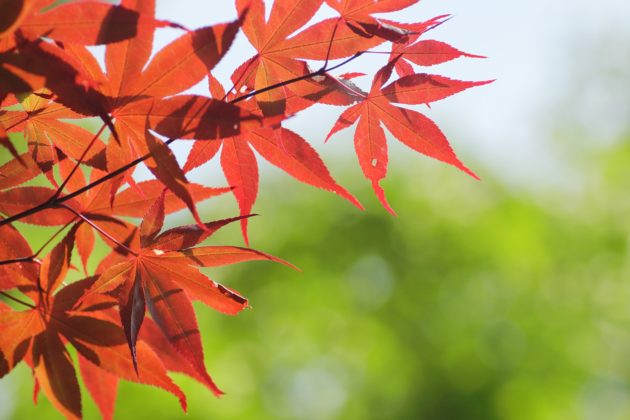 Canon EOS-1D Mark III + Tamron SP AF 90mm F2.8 Di Macro sample photo. イロハモミジ photography