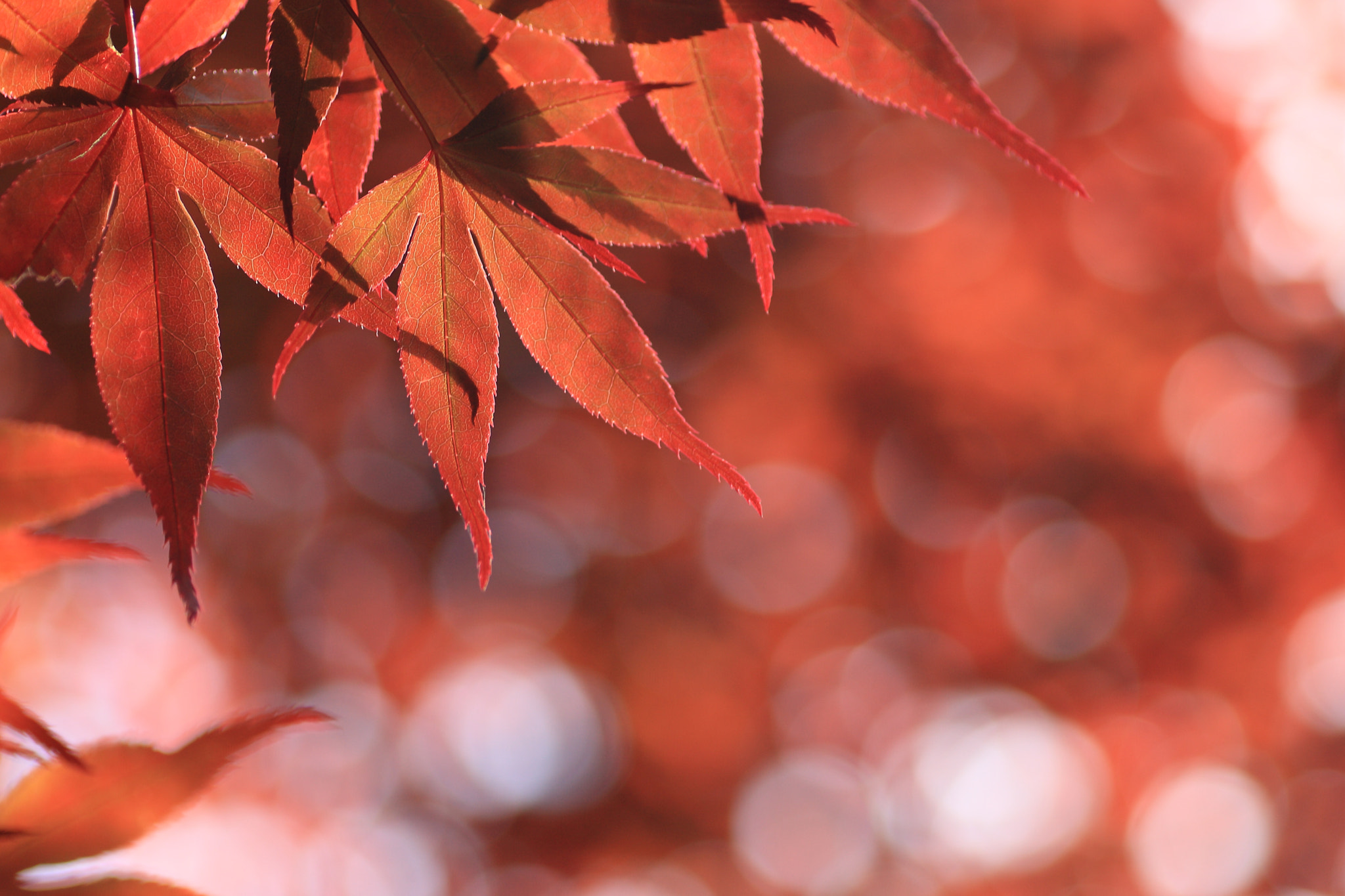 Canon EOS-1D Mark III + Tamron SP AF 90mm F2.8 Di Macro sample photo. イロハモミジ photography