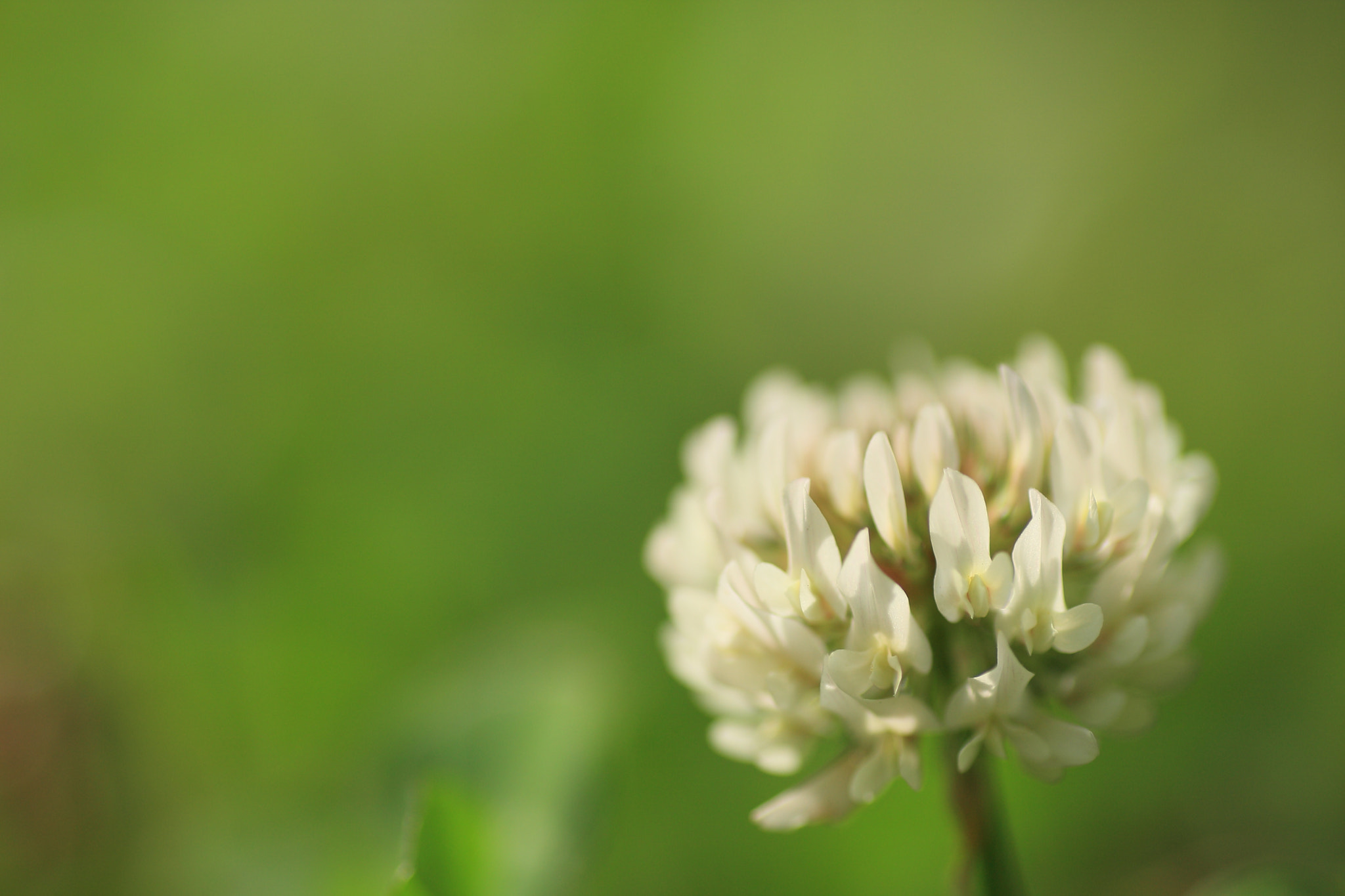 Tamron SP AF 90mm F2.8 Di Macro sample photo. シロツメクサ photography