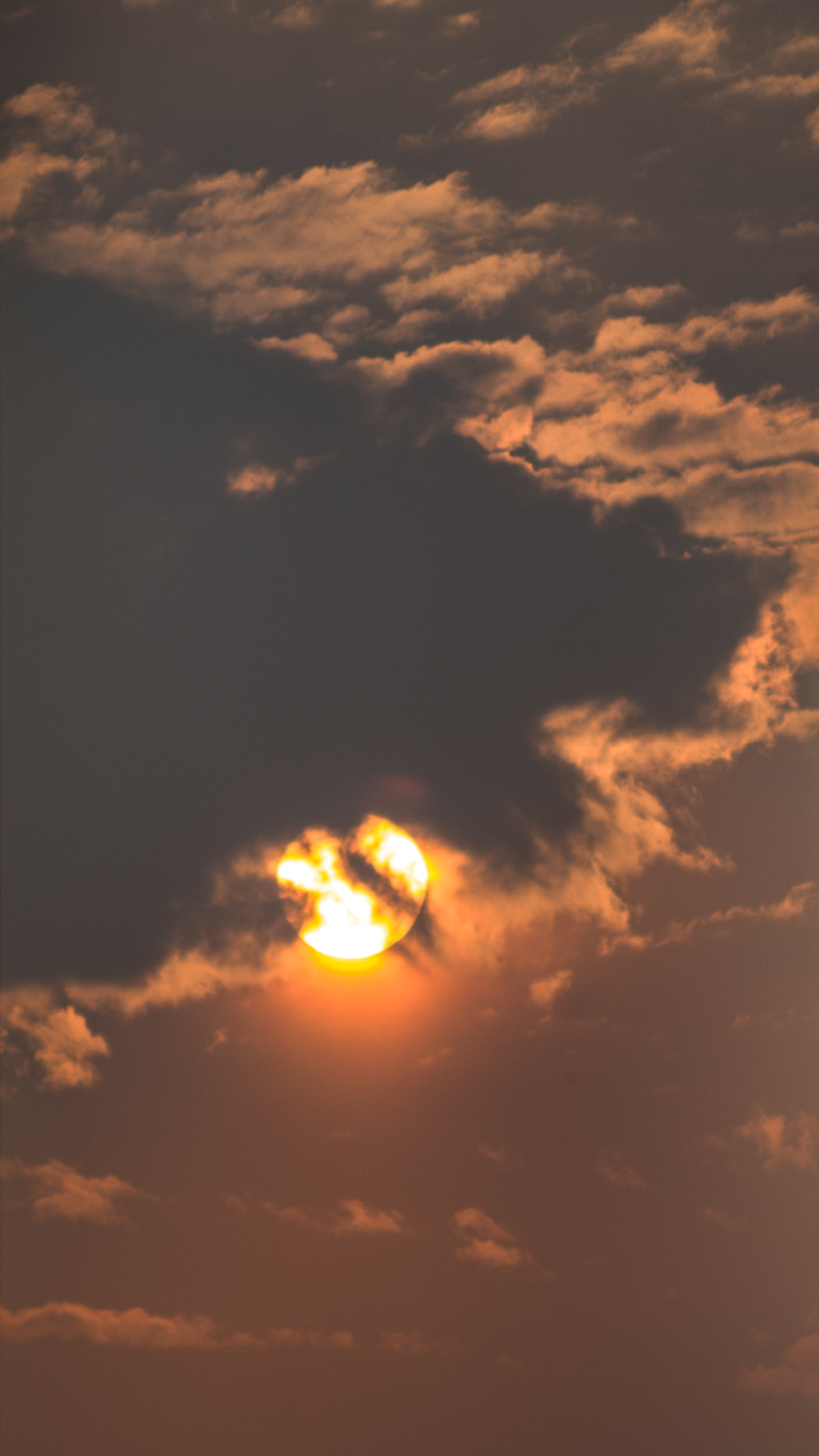 PENTAX-F 70-200mm F4-5.6 sample photo. Look！a polar bear snapped at the sun！ photography