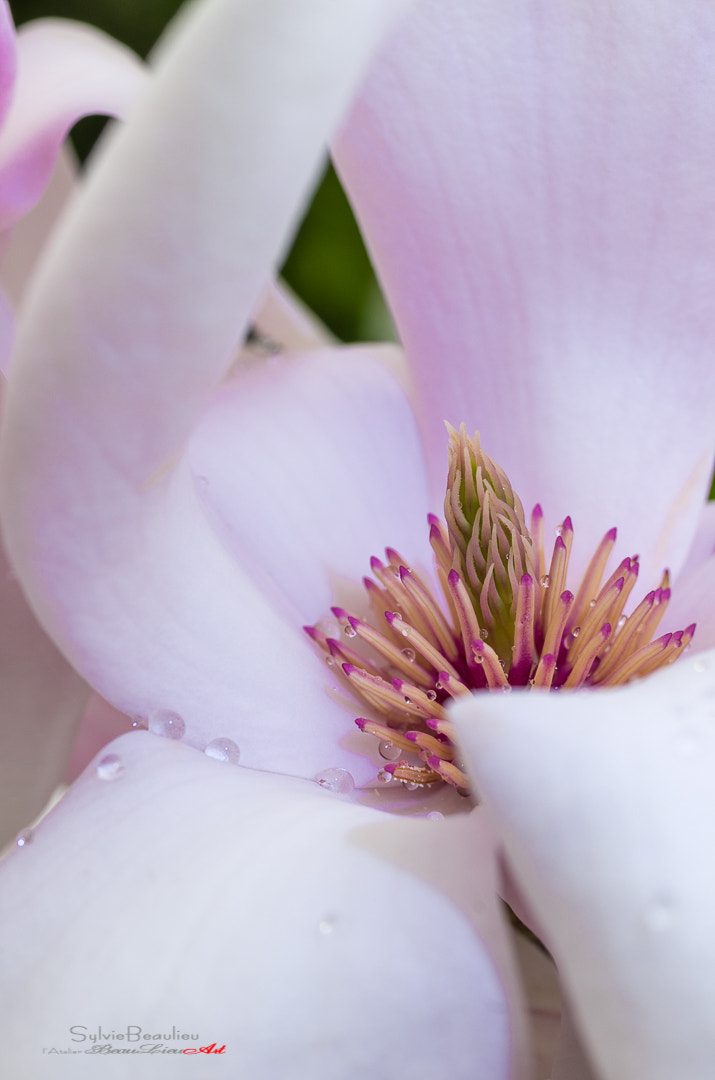 Pentax K-5 + Pentax smc D-FA 50mm F2.8 Macro sample photo. Effluve (effluvium) photography