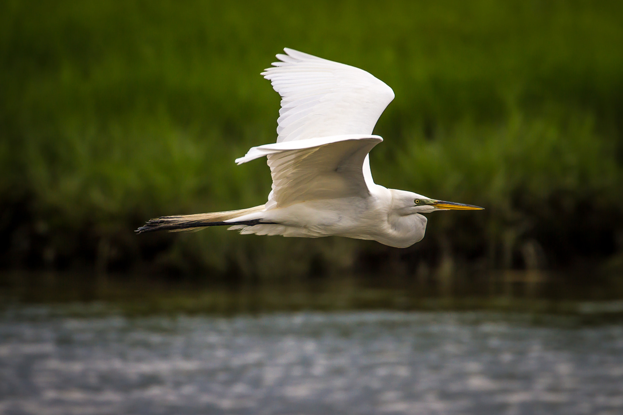 Canon EOS 7D + Canon EF 100-400mm F4.5-5.6L IS II USM sample photo. Great egret in flight photography