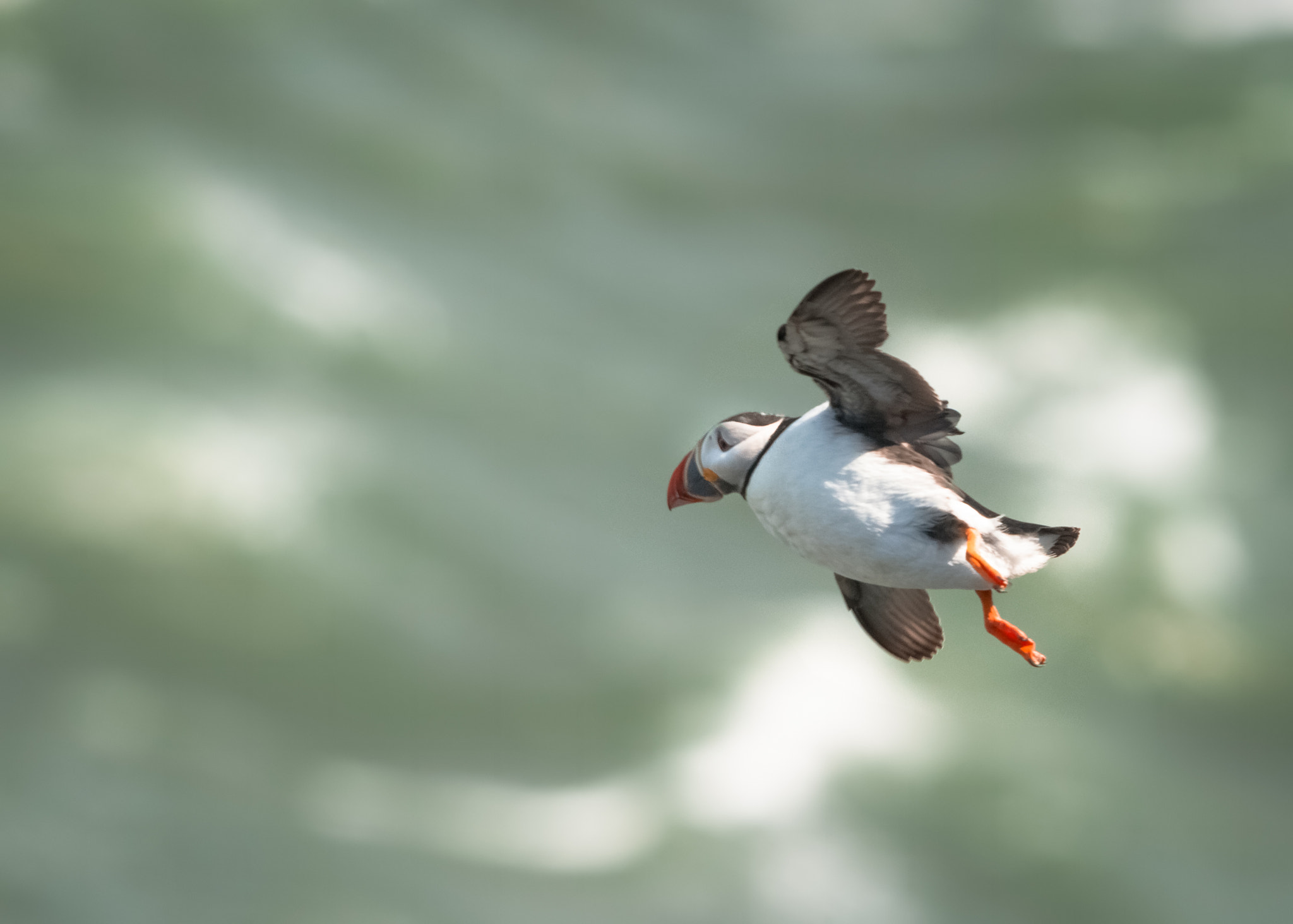 Nikon D800 + Sigma 500mm F4.5 EX DG HSM sample photo. Puffin flying photography