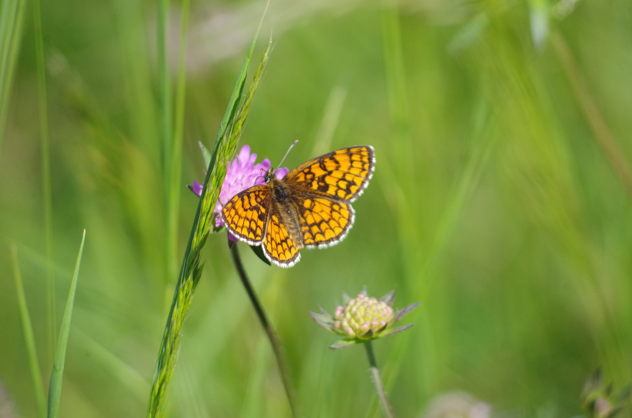 HD Pentax DA 55-300mm F4.0-5.8 ED WR sample photo. Butterfly photography