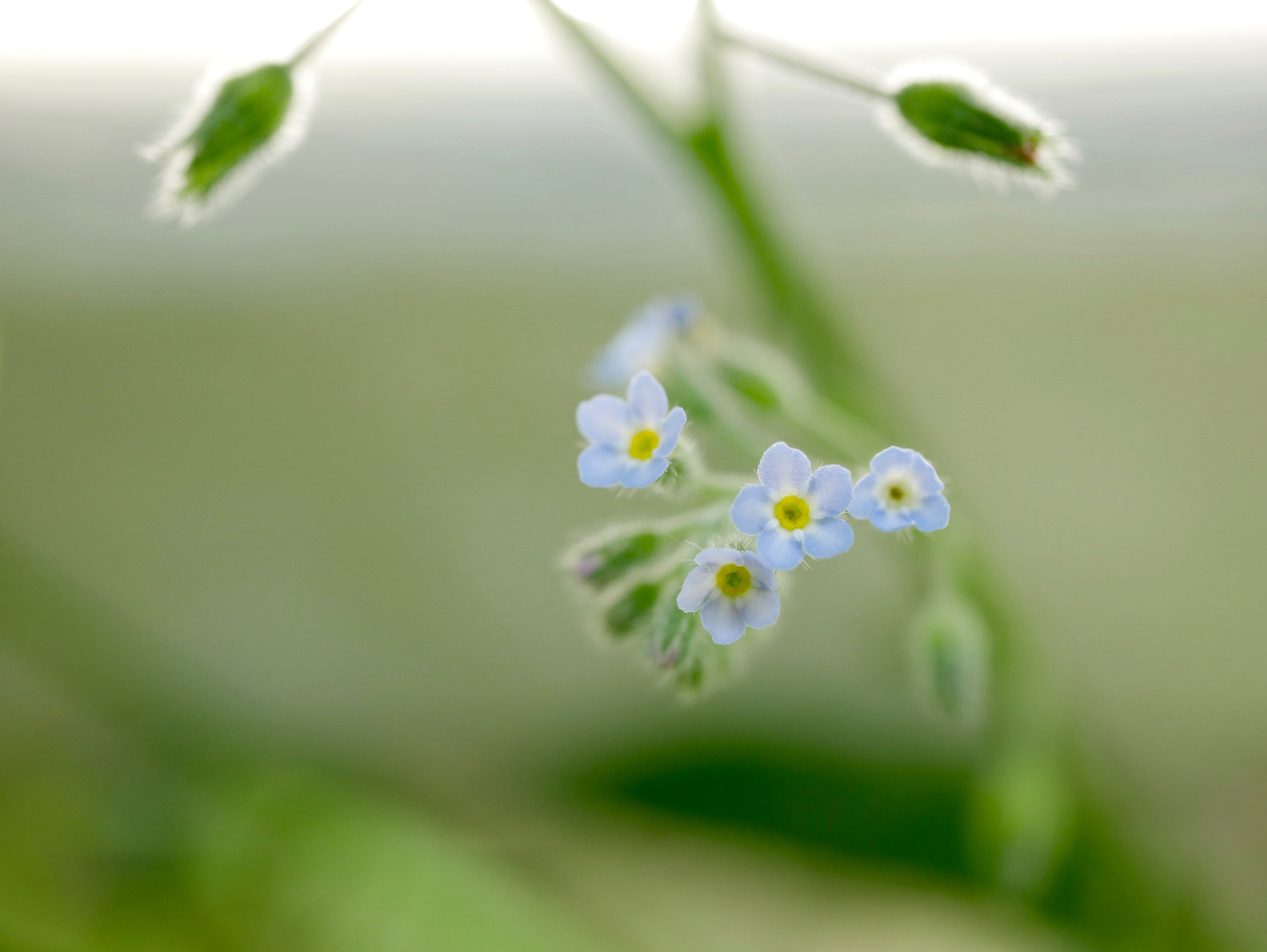 Panasonic Lumix G Macro 30mm F2.8 ASPH Mega OIS sample photo. Légerté bleuté photography