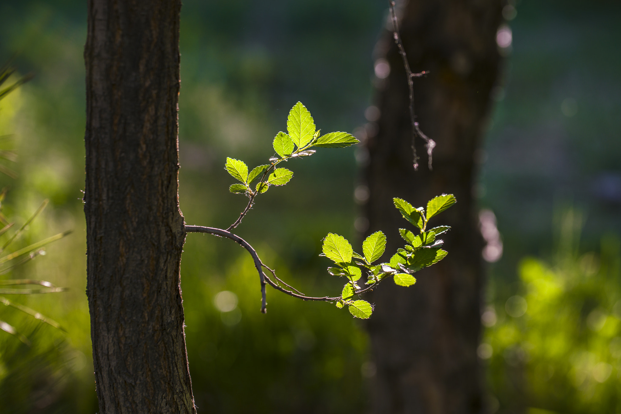 Sony a7R II + Canon EF 100mm F2.8L Macro IS USM sample photo. 绿叶 photography