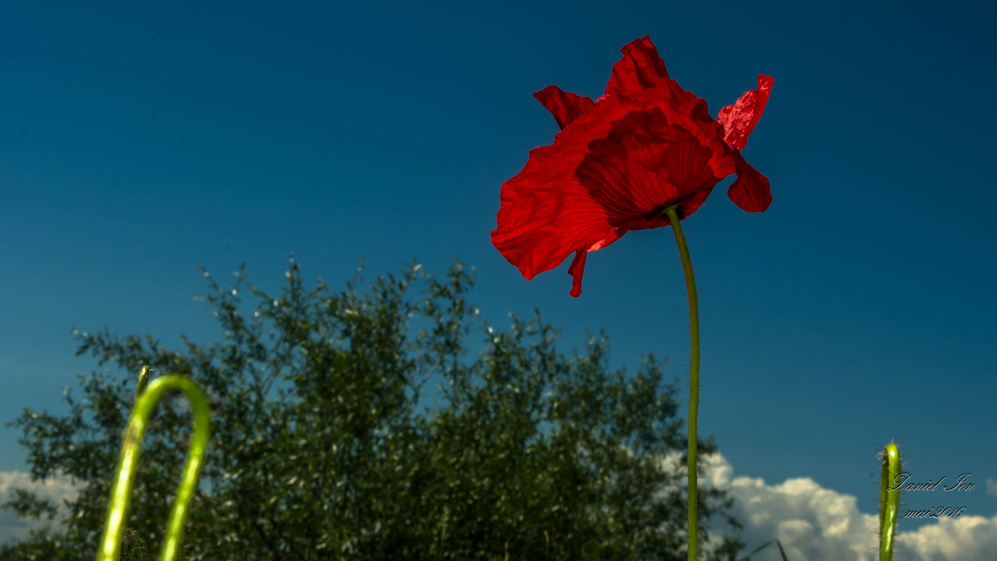 Pentax K-x sample photo. Flower photography