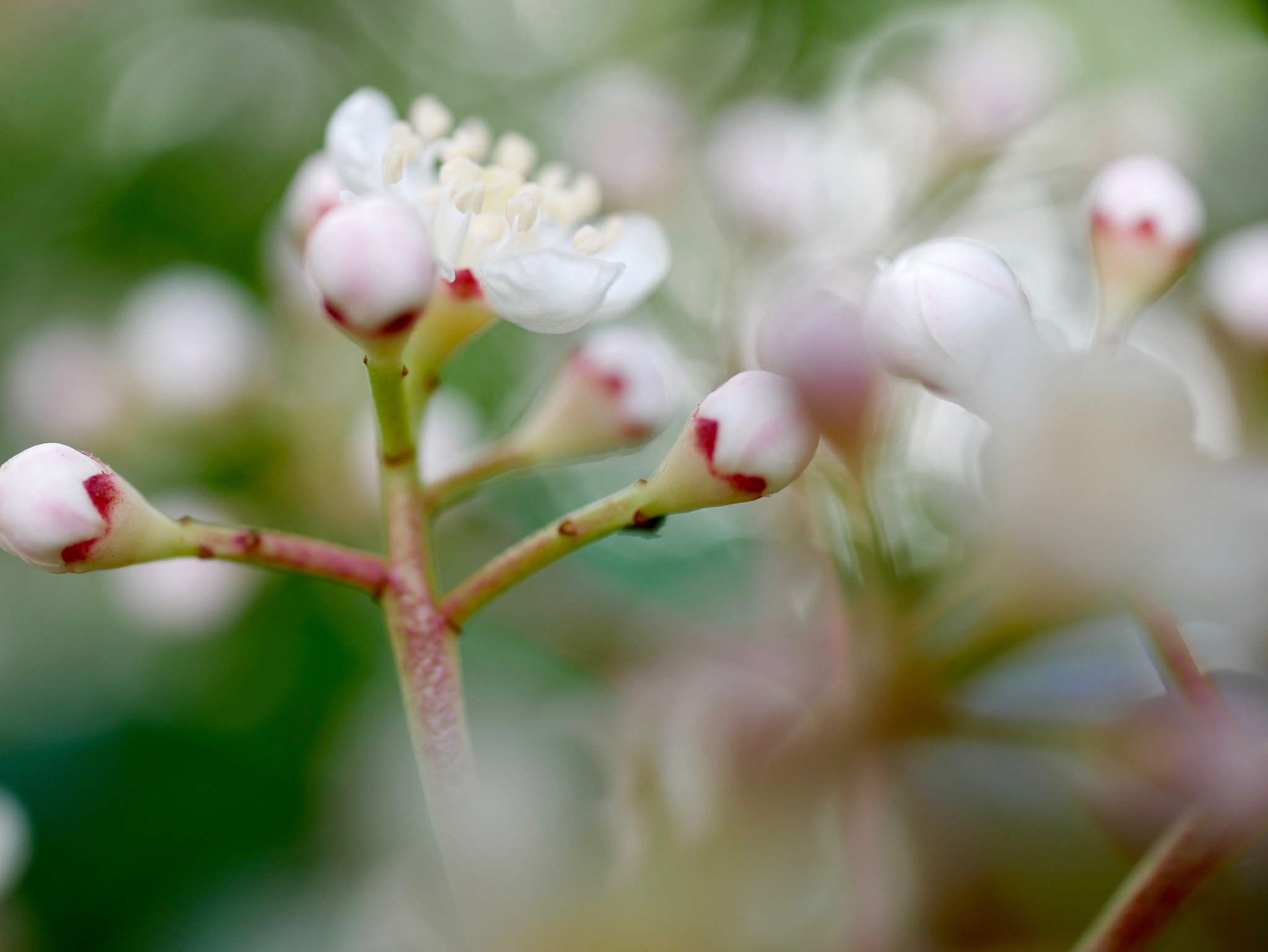 Panasonic DMC-G70 + Panasonic Lumix G Macro 30mm F2.8 ASPH Mega OIS sample photo. Minuscule bouton de fleurs photography