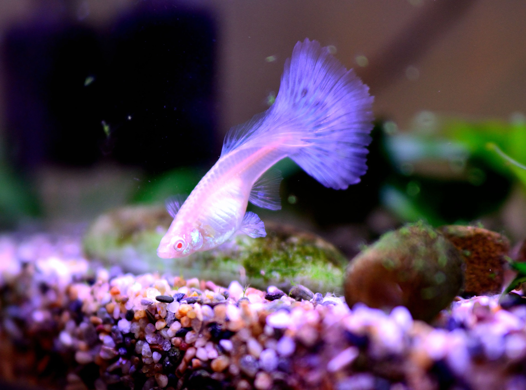 Nikon D5100 + Nikon AF-S Nikkor 24mm F1.8G ED sample photo. Guppies for blue photography