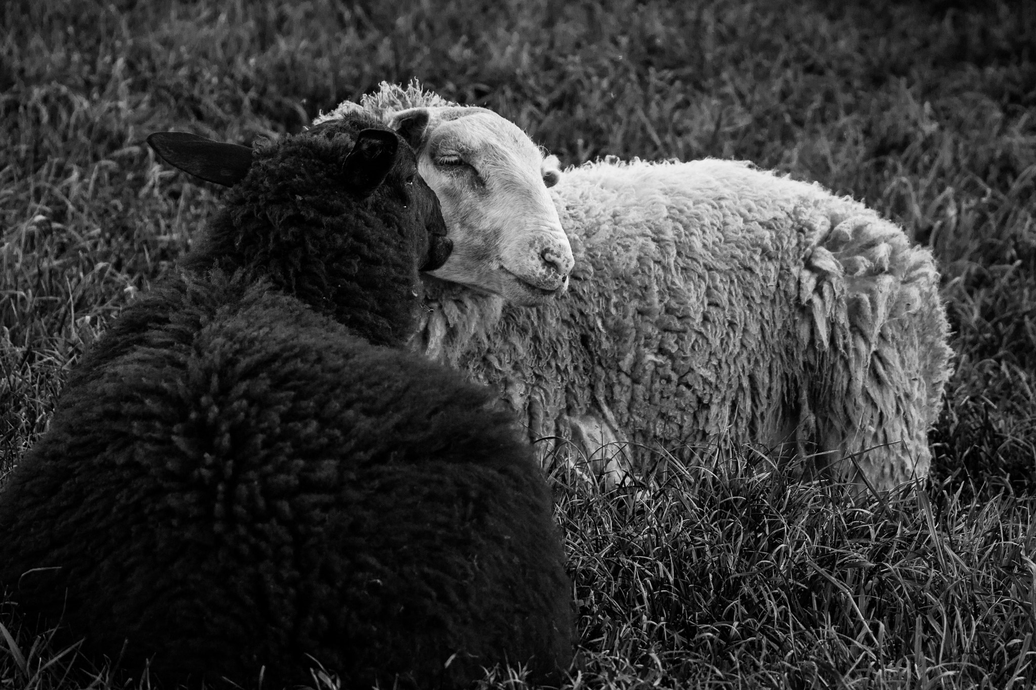 Canon EOS 650D (EOS Rebel T4i / EOS Kiss X6i) + Canon EF-S 18-135mm F3.5-5.6 IS STM sample photo. Black and white sheep love photography