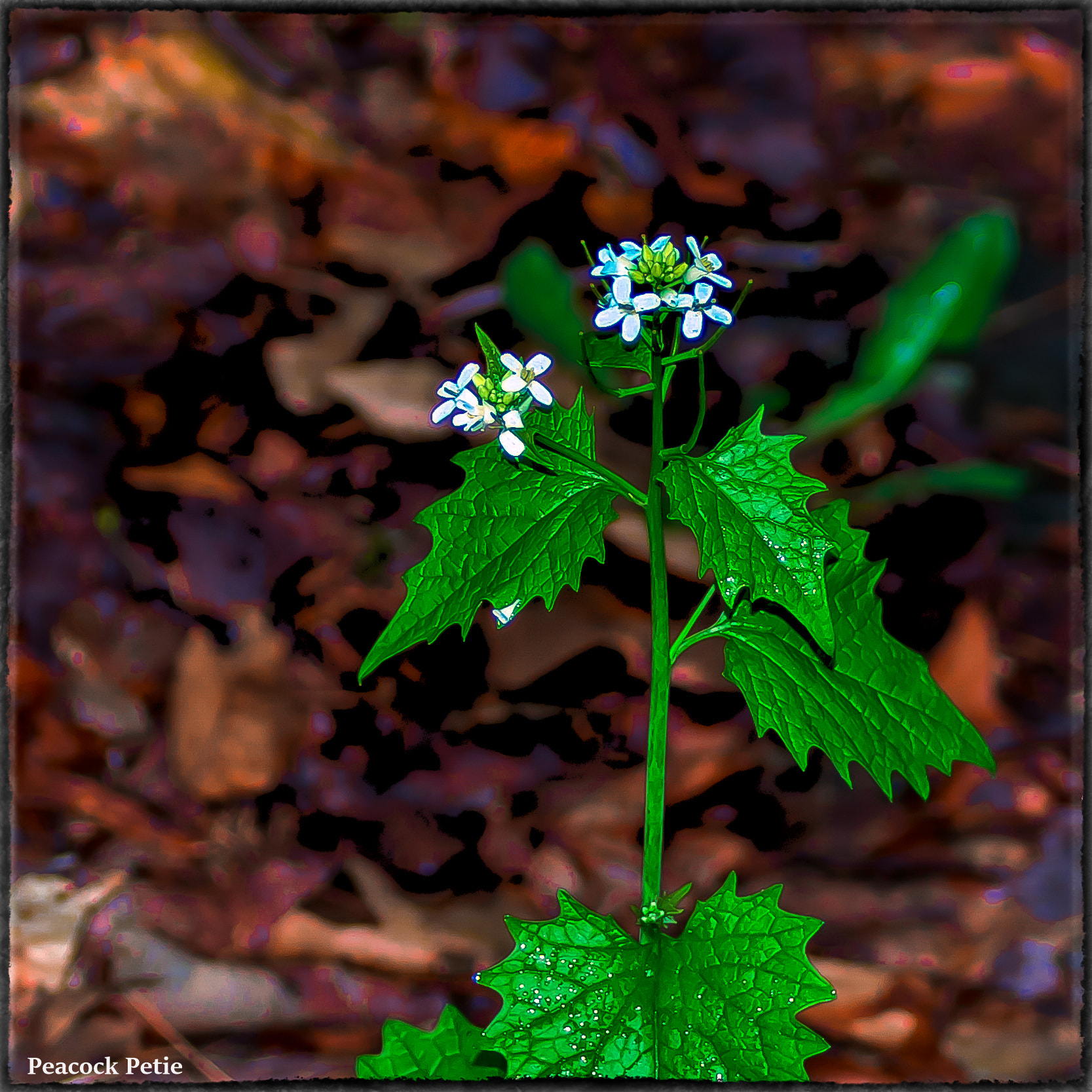 smc PENTAX-FA 28-80mm F3.5-5.6 AL sample photo. Macro tamron lens with flash fired 8 a.m. white flower photography