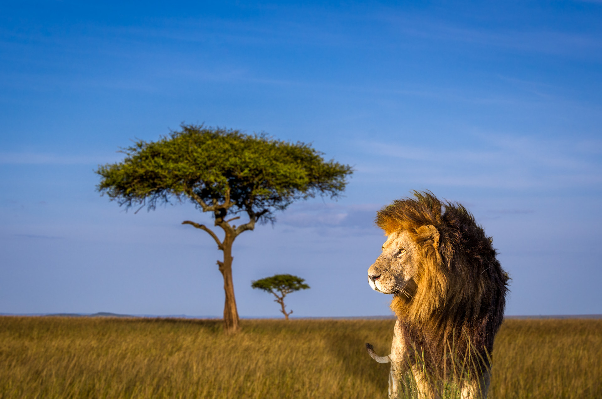 Pentax smc DA 55-300mm F4.0-5.8 ED sample photo. Lion photography