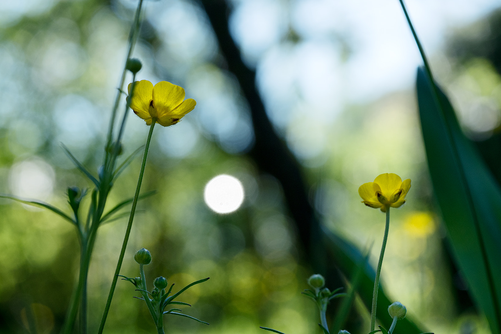 Panasonic Leica DG Macro-Elmarit 45mm F2.8 ASPH OIS sample photo. Waiting for themiracle photography