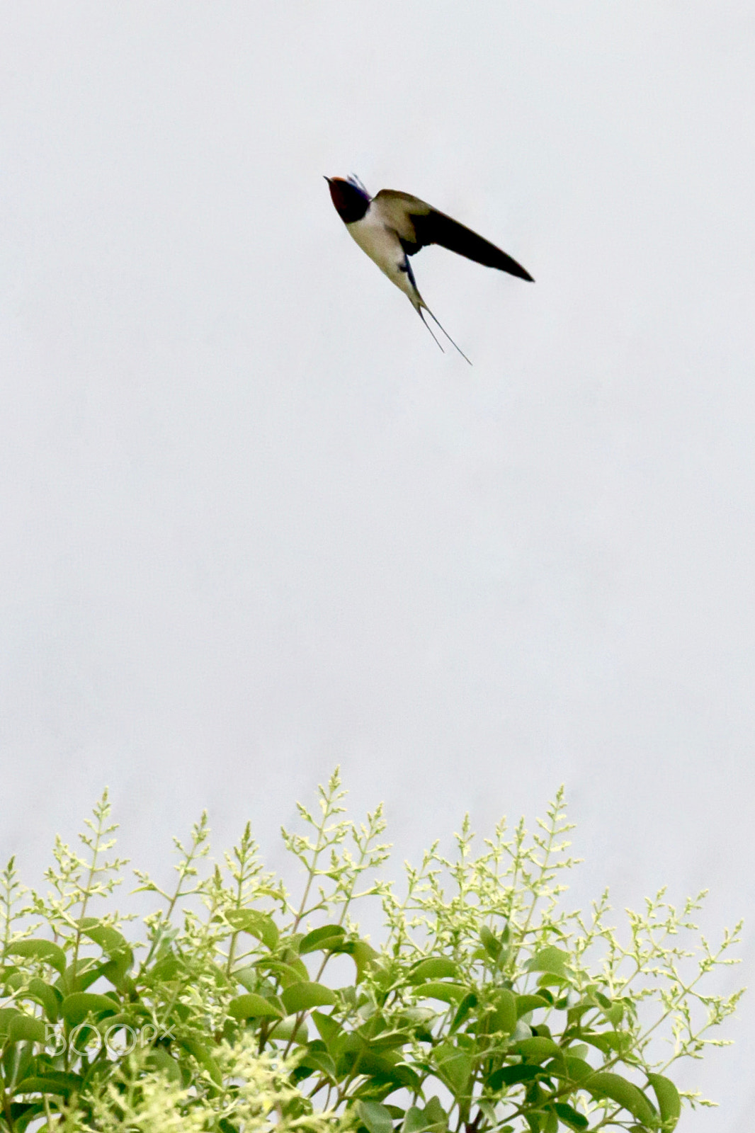 Canon EF 200mm F2.8L II USM sample photo. It's time to say goodbye photography