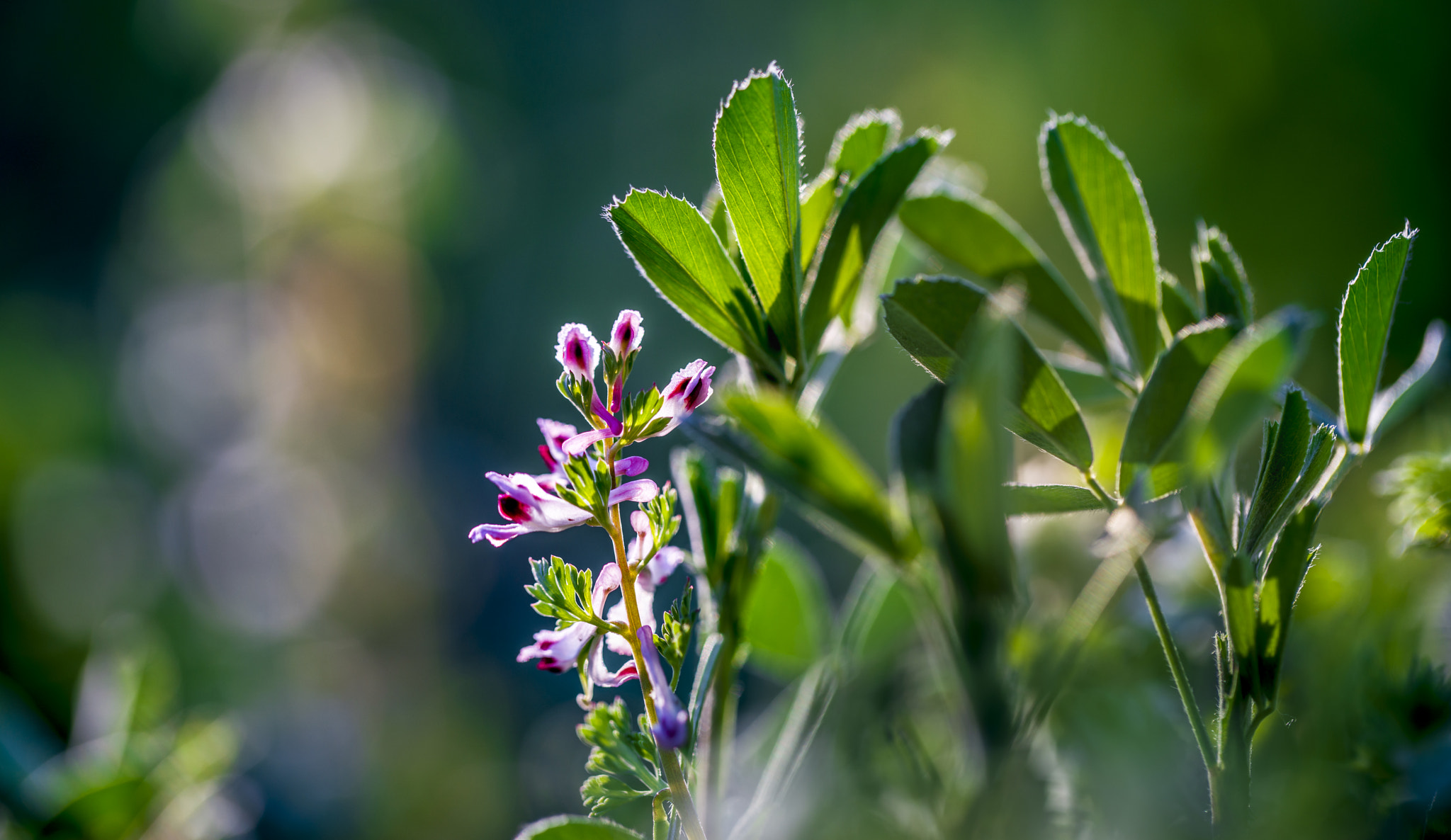 Sony a7R II + Canon EF 100mm F2.8L Macro IS USM sample photo. 小花 photography