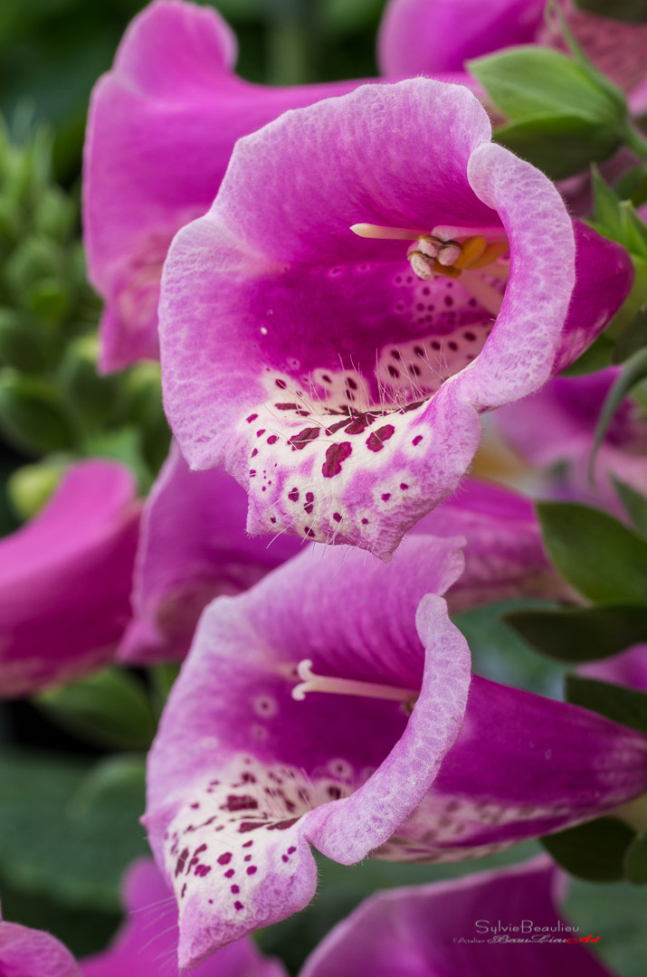 Pentax K-5 + Pentax smc D-FA 50mm F2.8 Macro sample photo. Chandelle toxique (toxic candle-foxgloves) photography