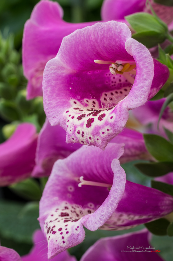 Pentax smc D-FA 50mm F2.8 Macro sample photo. Chandelle toxique (toxic candle-foxgloves) photography