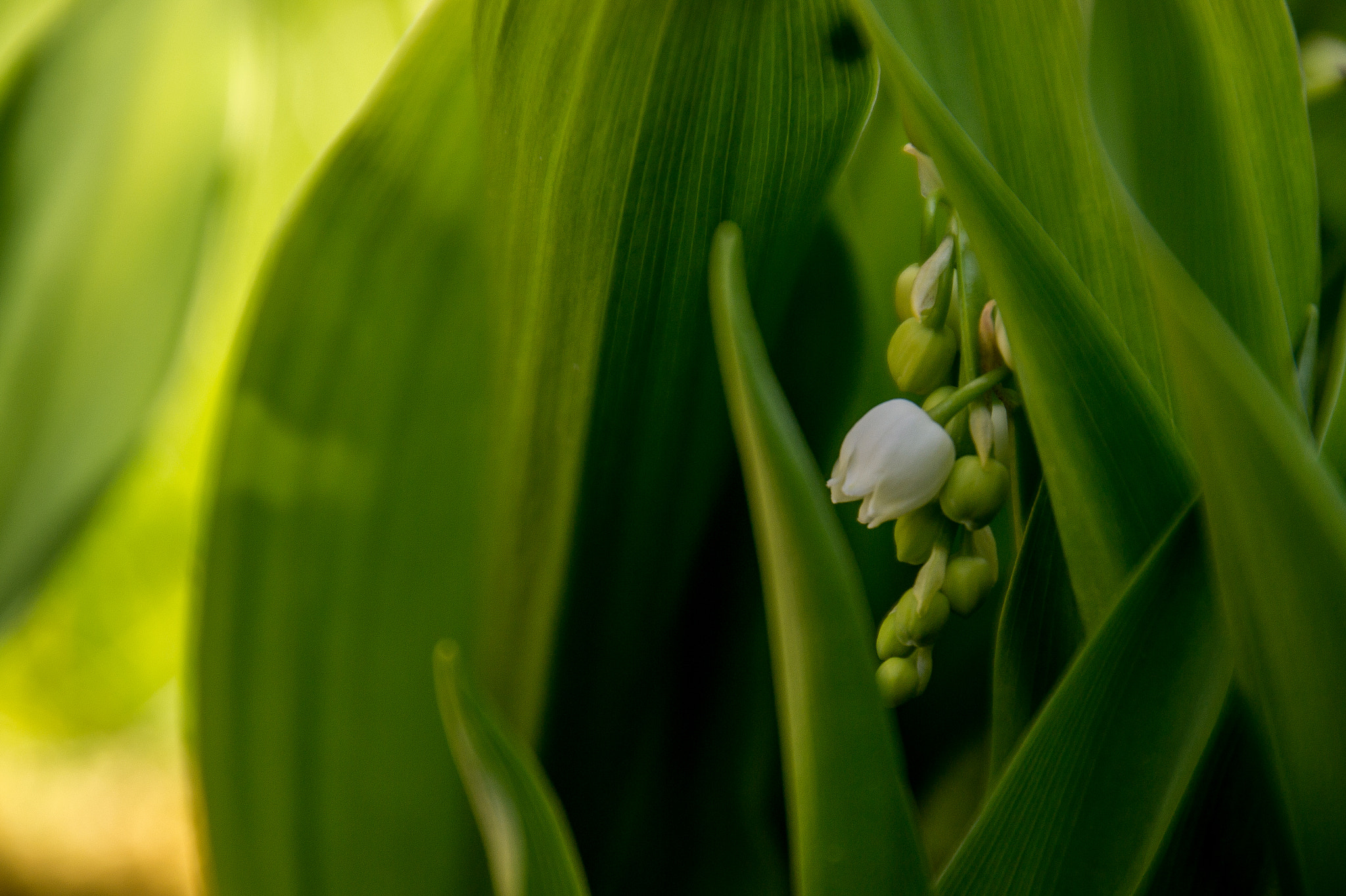 Nikon D3100 + Tamron AF 18-270mm F3.5-6.3 Di II VC LD Aspherical (IF) MACRO sample photo. Deep inside photography