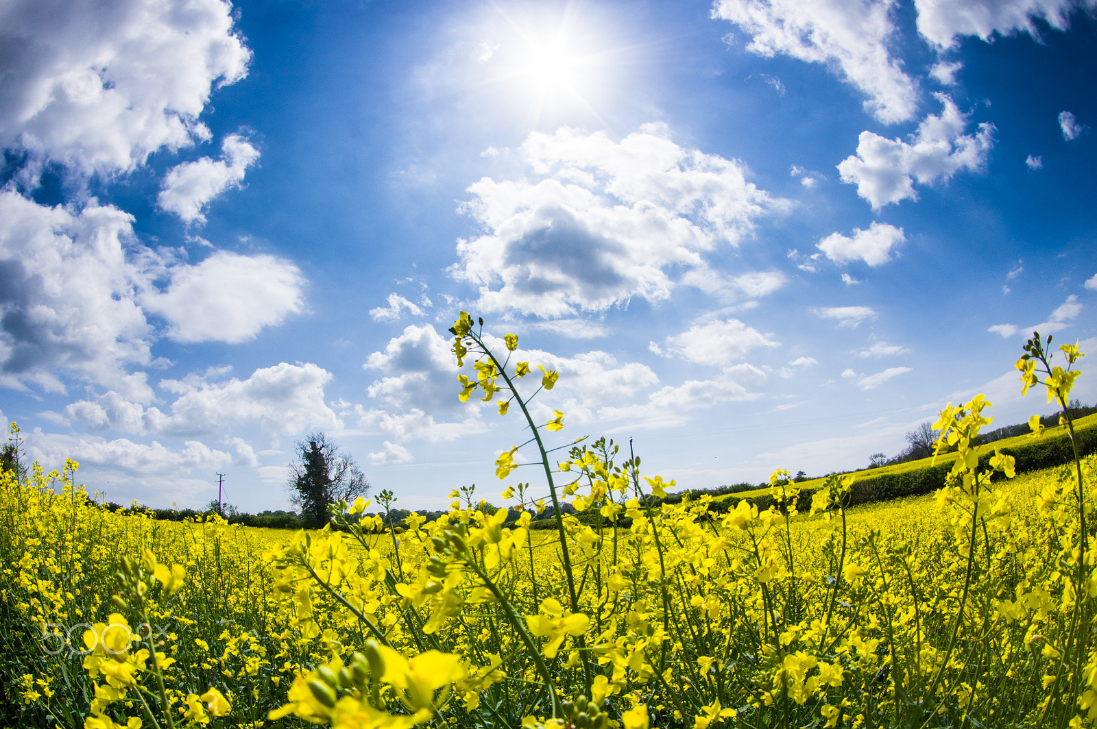 Pentax K-3 II sample photo. Springtime photography