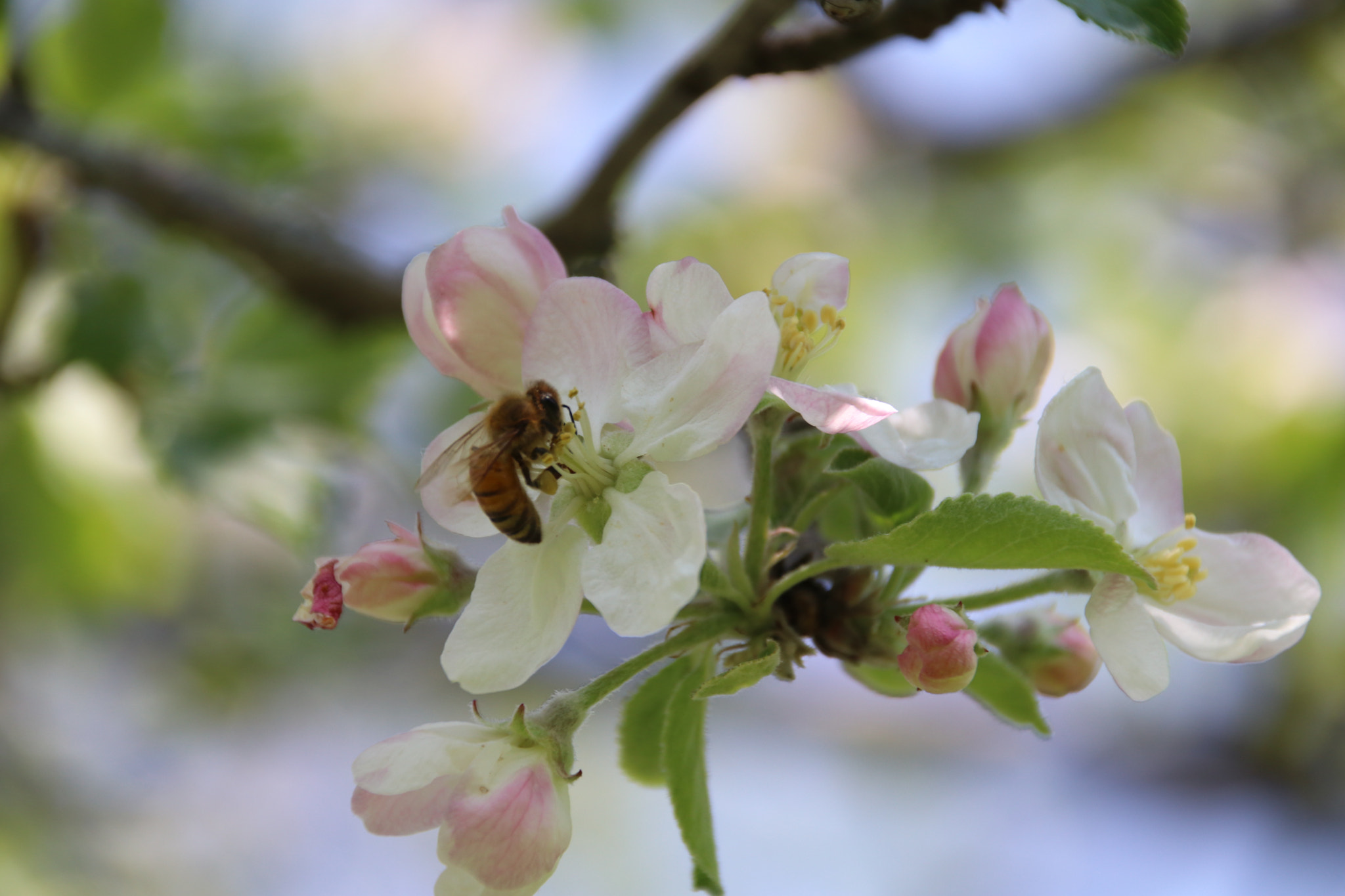 Sigma 18-250mm F3.5-6.3 DC OS HSM sample photo. Pollinating photography