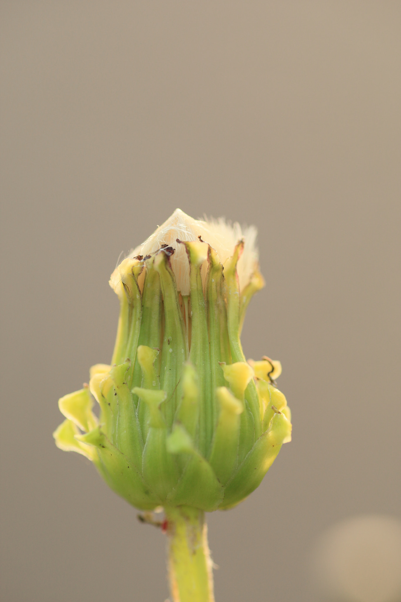 Tamron SP AF 90mm F2.8 Di Macro sample photo. Flying soon photography
