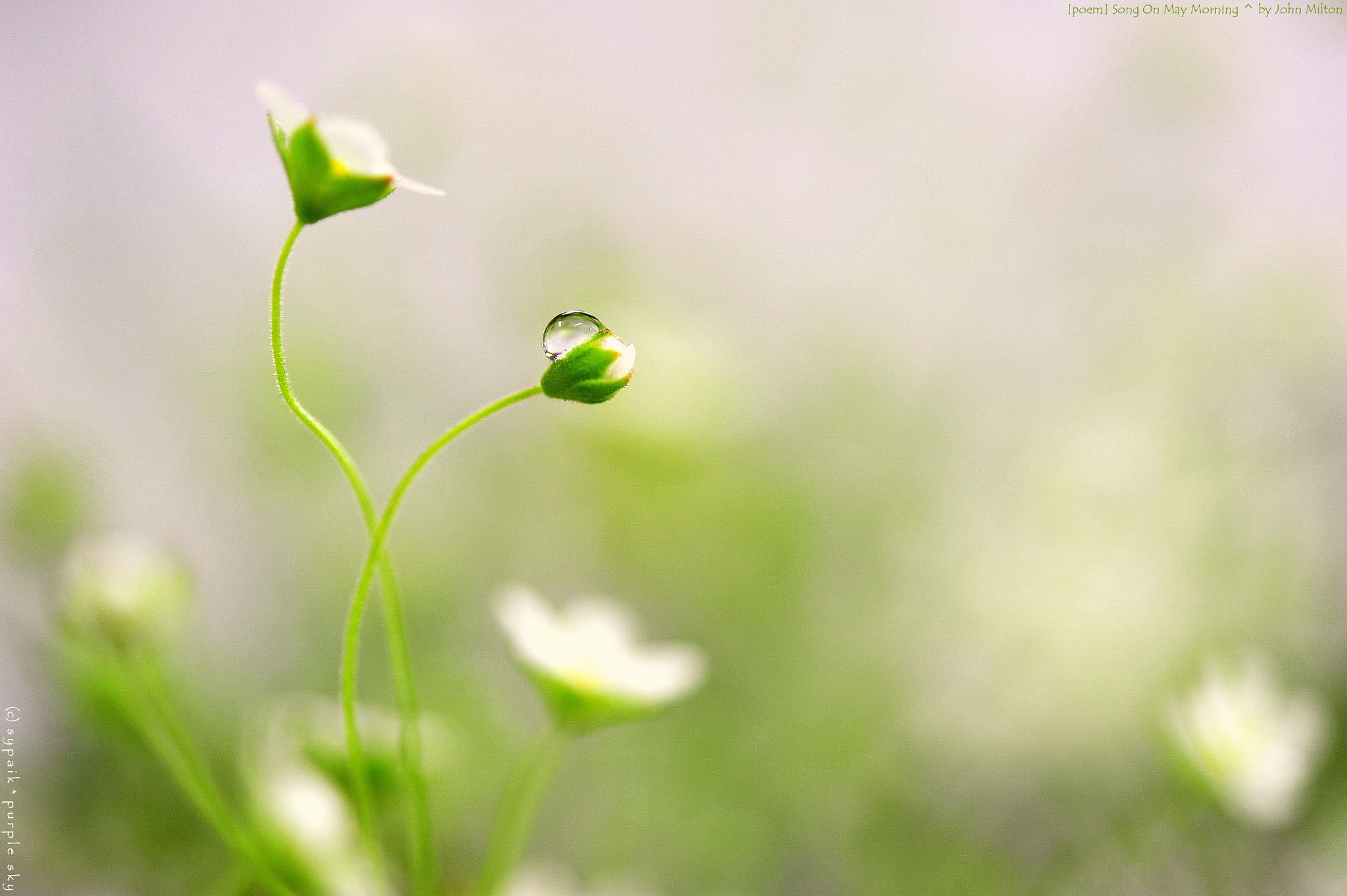 Nikon AF-S Micro-Nikkor 60mm F2.8G ED sample photo. Song on may morning ii photography