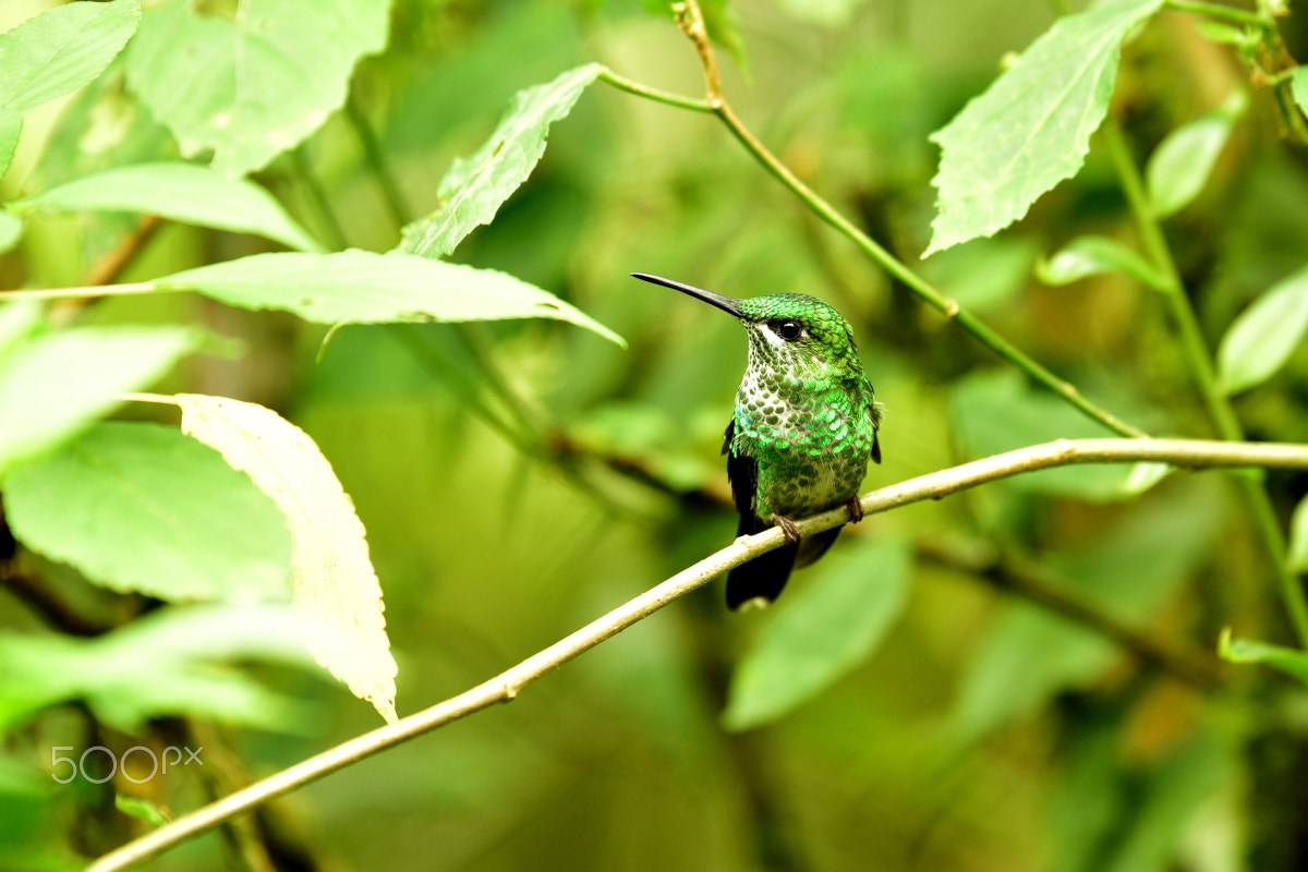 Tamron SP 70-200mm F2.8 Di VC USD sample photo. Green-crowned brilliant hummingbird photography