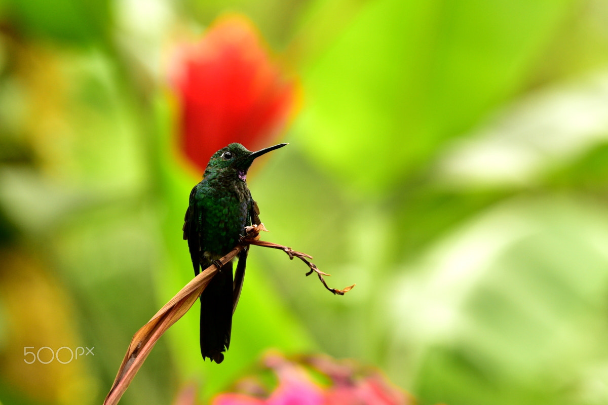 Tamron SP 70-200mm F2.8 Di VC USD sample photo. Green-crowned brilliant hummingbird photography