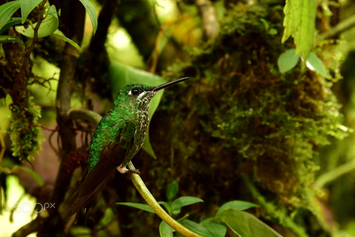 Tamron SP 70-200mm F2.8 Di VC USD sample photo. Green-crowned brilliant hummingbird photography
