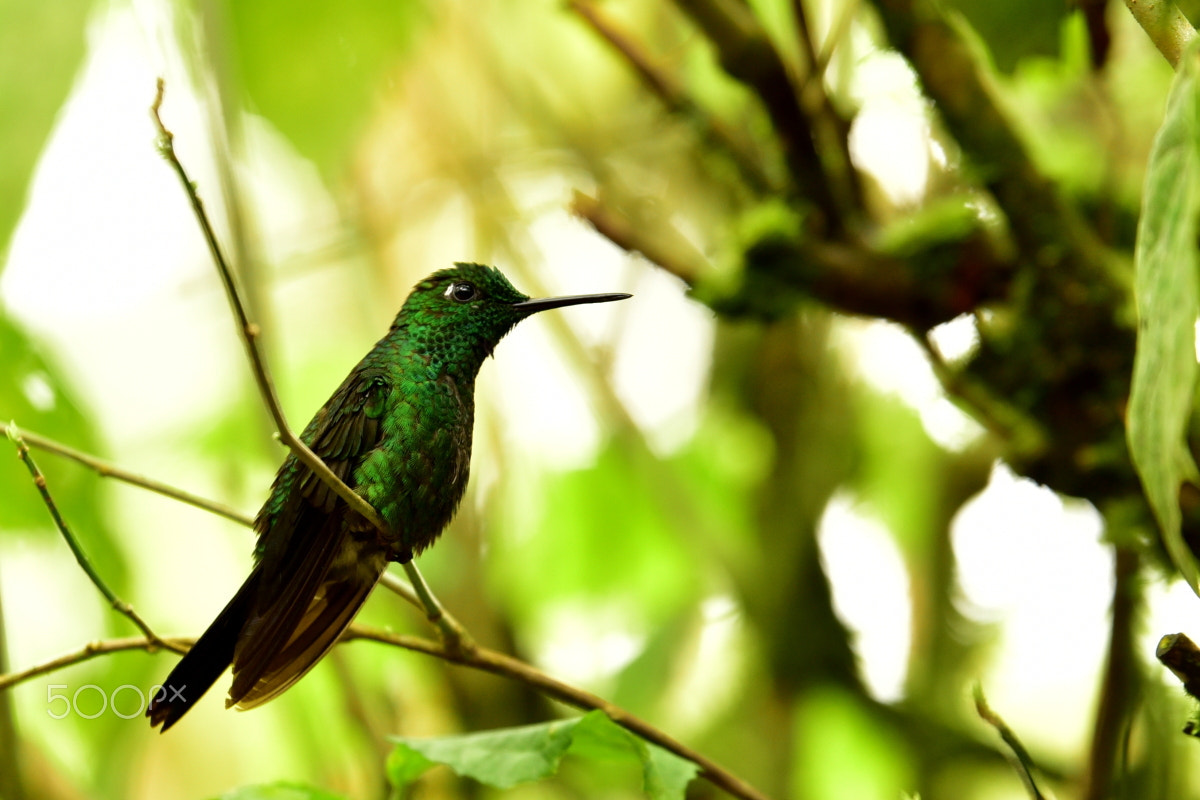 Tamron SP 70-200mm F2.8 Di VC USD sample photo. Green-crowned brilliant hummingbird photography