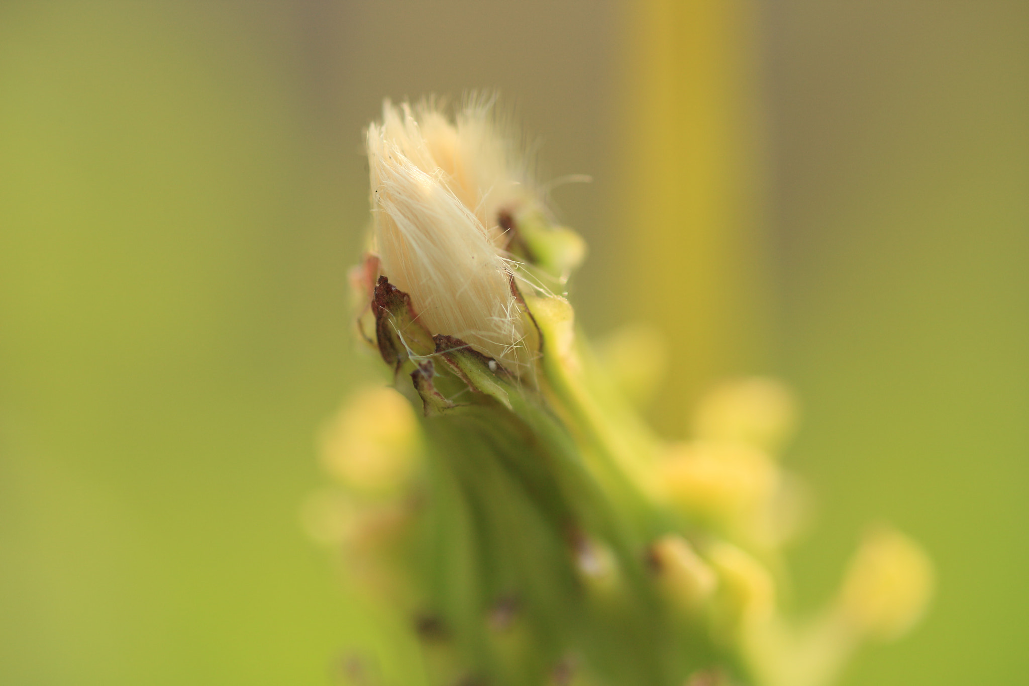 Canon EOS-1D Mark III + Tamron SP AF 90mm F2.8 Di Macro sample photo. Preparation in progress photography