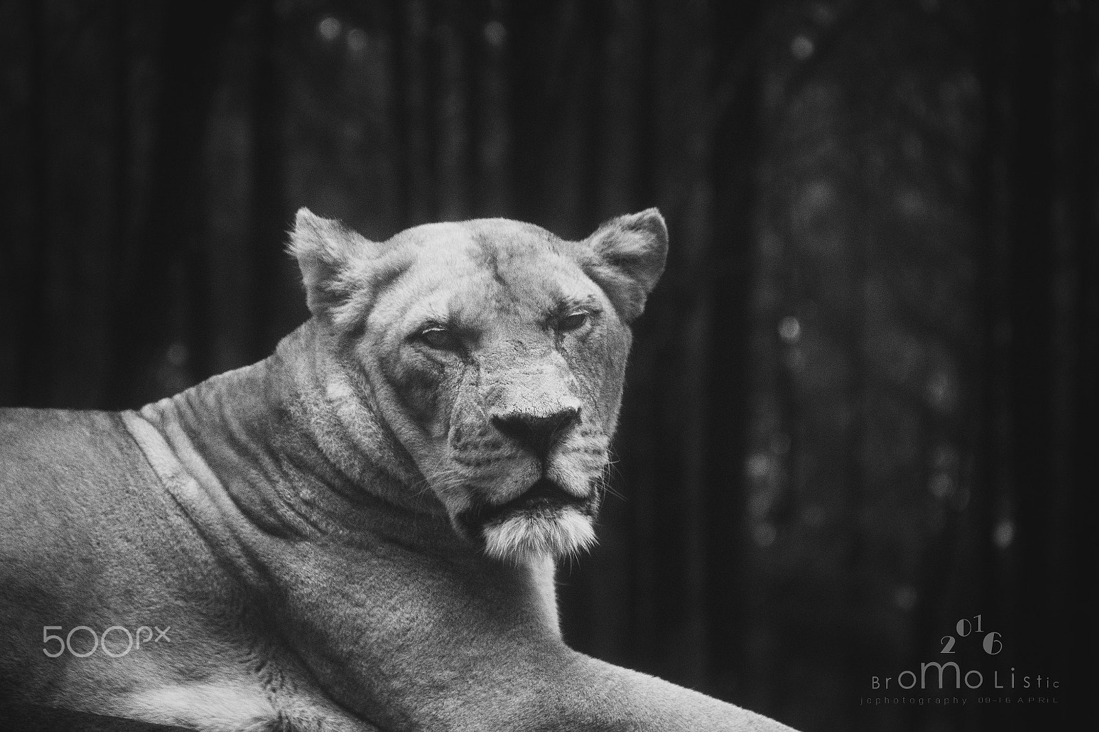 Canon EOS 600D (Rebel EOS T3i / EOS Kiss X5) sample photo. Lion photography