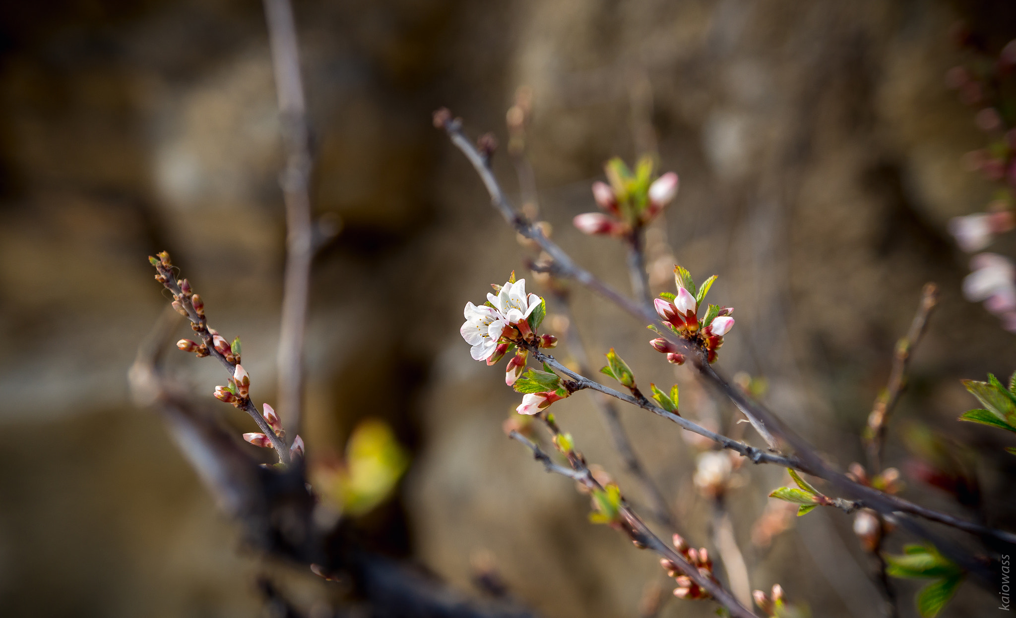 Sony SLT-A77 sample photo. Flowers on the rocks photography
