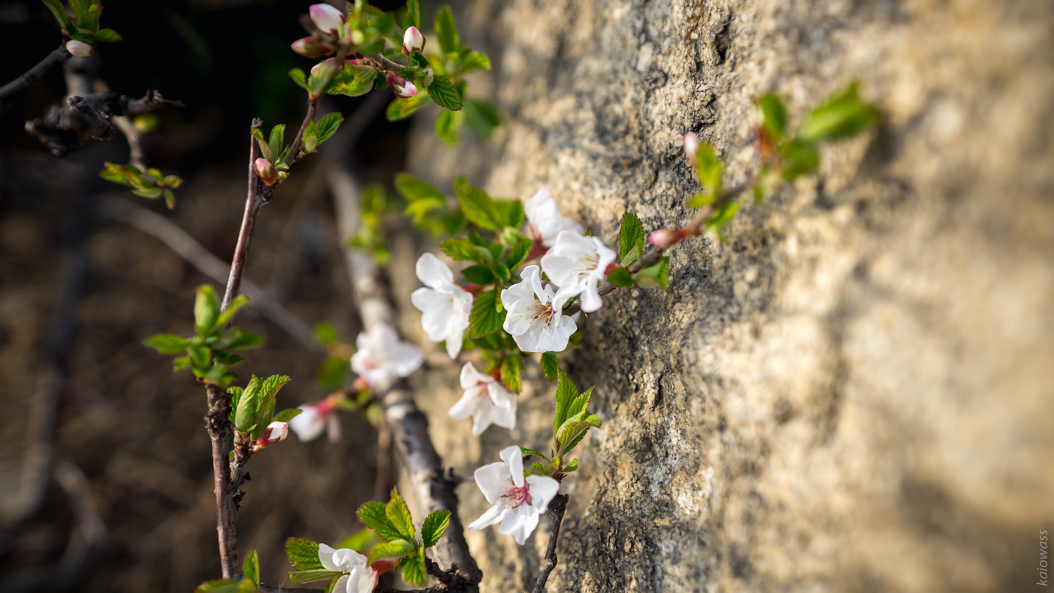 Sony SLT-A77 sample photo. Flowers on the rocks photography