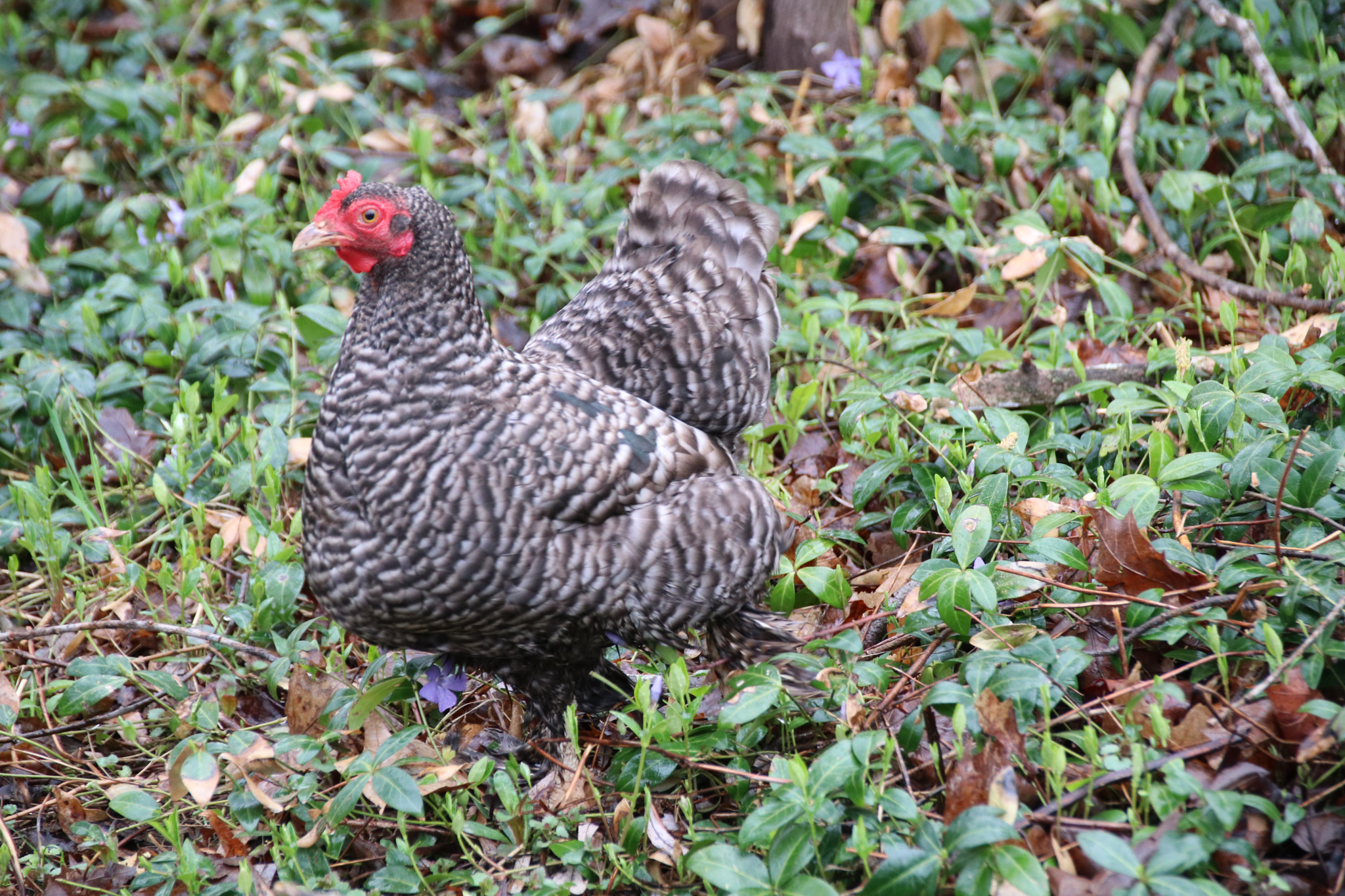 Sigma 18-250mm F3.5-6.3 DC OS HSM sample photo. Loud rooster photography