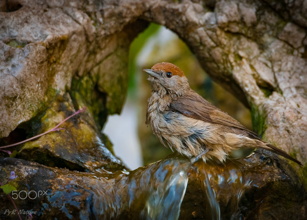 Nikon D300S sample photo. En menores photography
