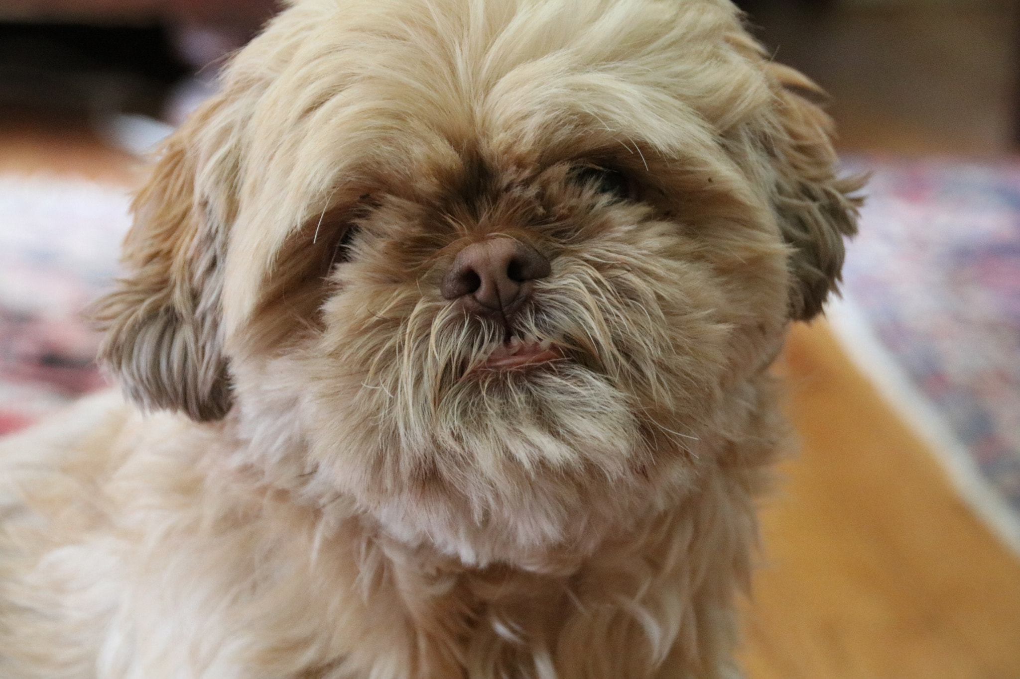 Sigma 18-250mm F3.5-6.3 DC OS HSM sample photo. Staring contest photography