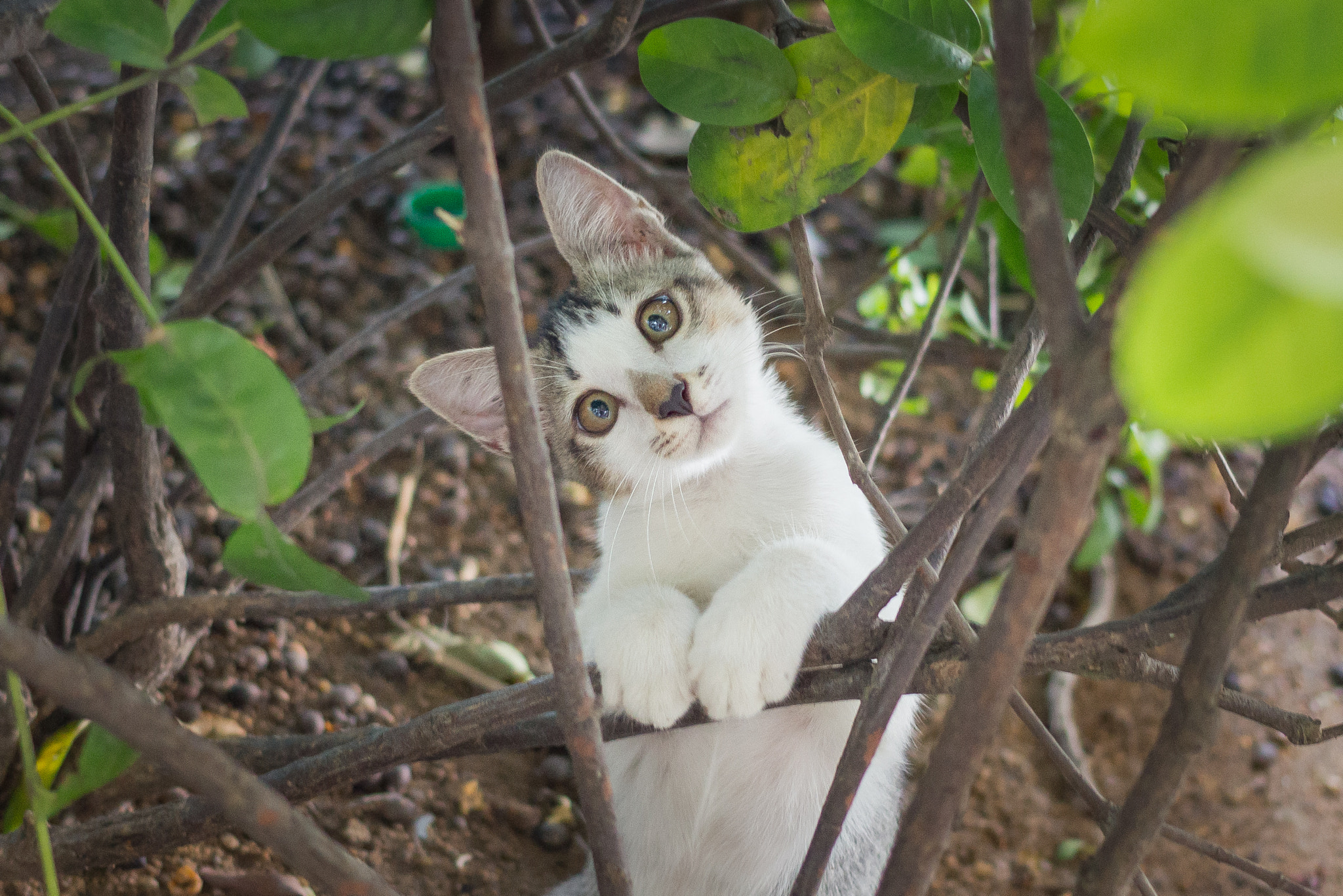 Canon EOS 100D (EOS Rebel SL1 / EOS Kiss X7) sample photo. Confused cat photography