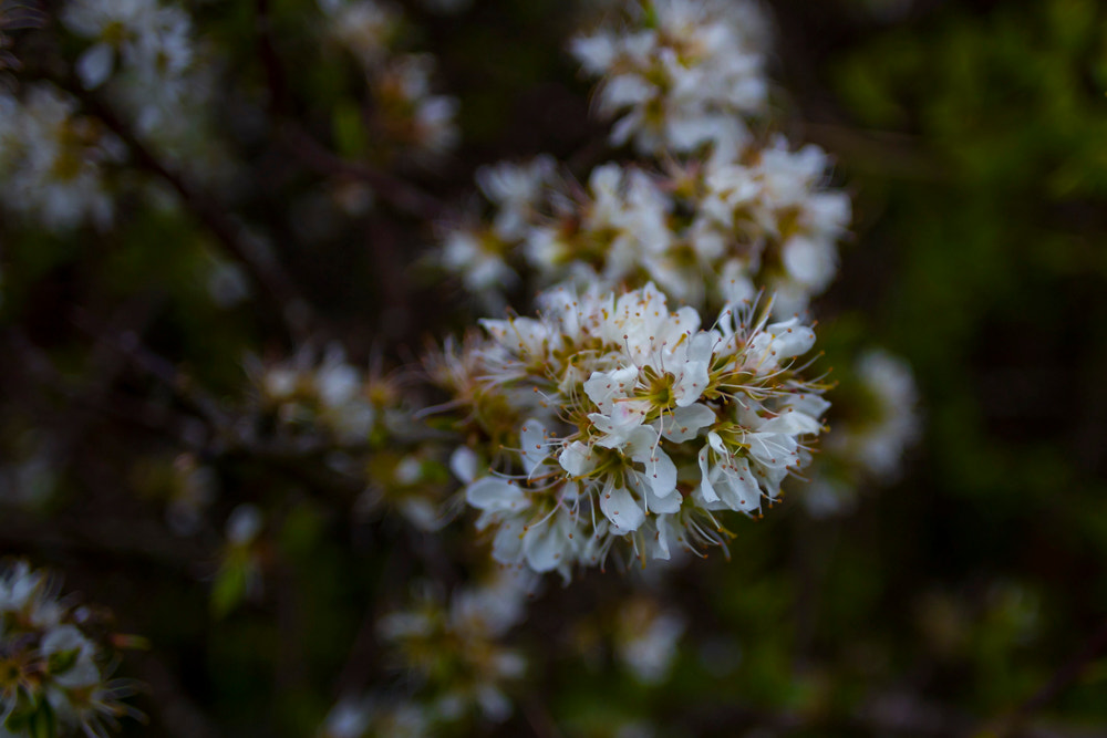 Canon EF 20mm F2.8 USM sample photo