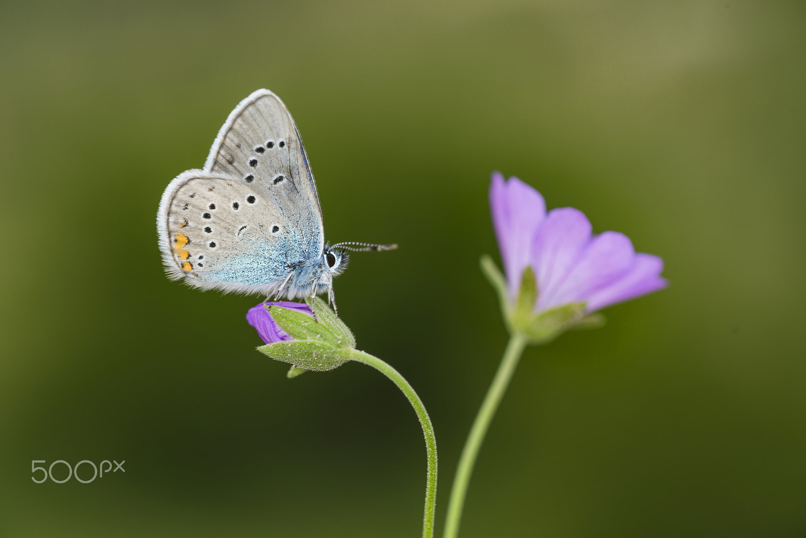 Nikon D800E sample photo. Butterfly and flower photography